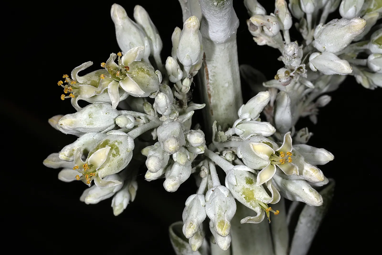 Paddle Plant (Kalanchoe Luciae) — reflecting the client's unique style; is a visually striking succulent that makes a bold statement in any garden, image 87
