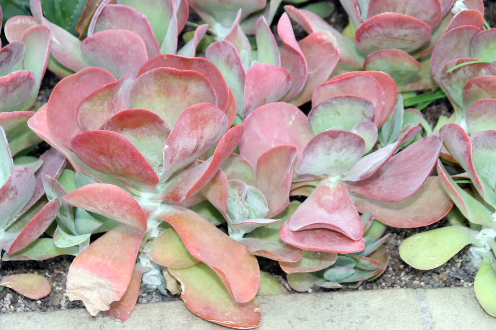 Paddle Plant (Kalanchoe Luciae) — oar-shaped leaves that flush red at edges; the ideal watering regimen would include a thorough soaking when the, image 48