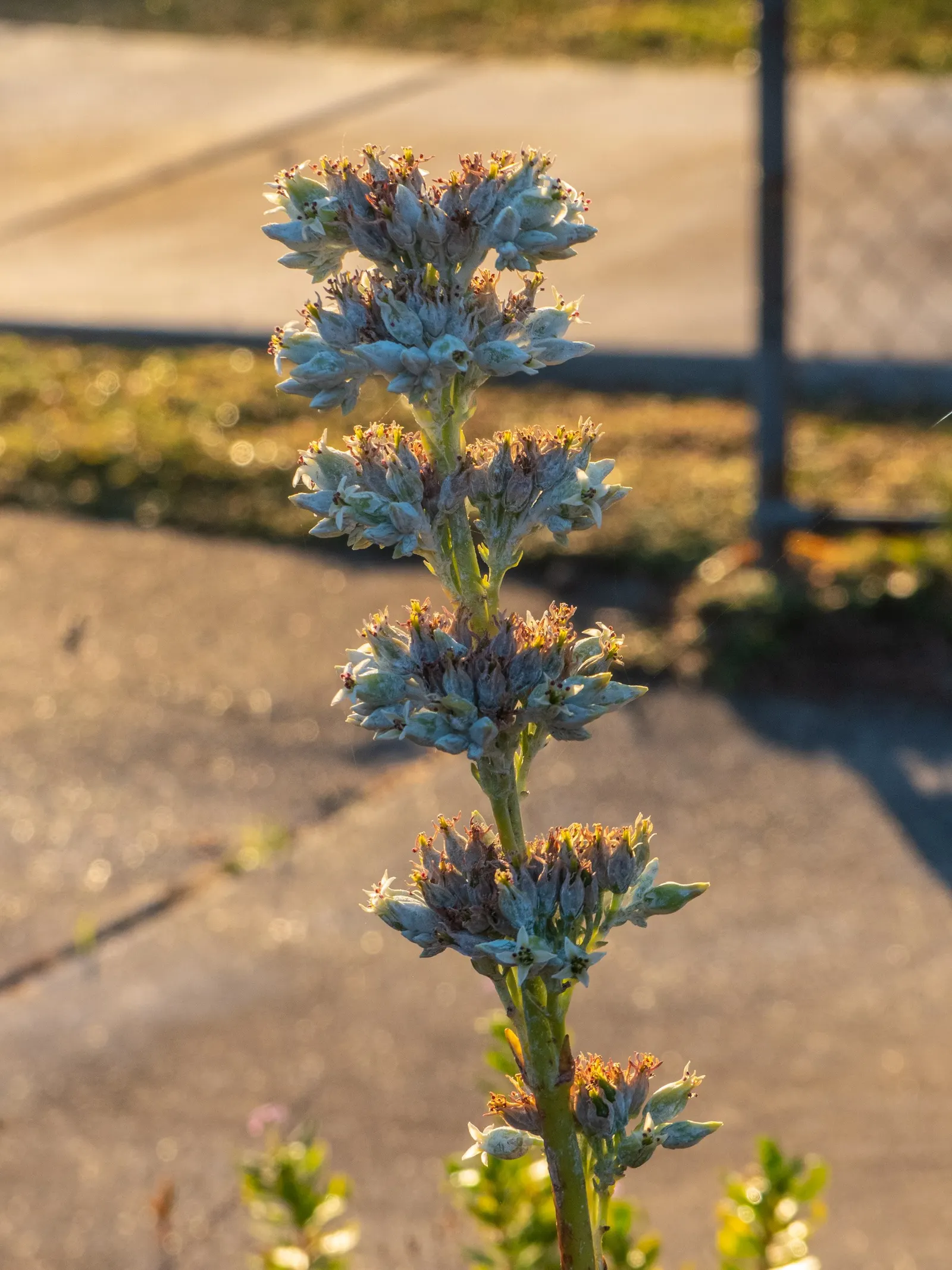 Paddle Plant (Kalanchoe Luciae) — It's crucial to advise clients that this plant is toxic if ingested