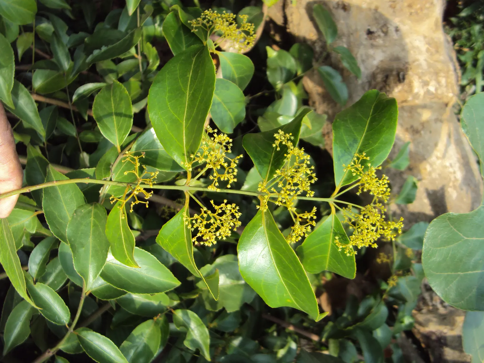 Paddle Plant (Kalanchoe Luciae) — it may produce a stalk of yellow-green flowers up to 2 feet tall; although it blooms sporadically.<br><br>These