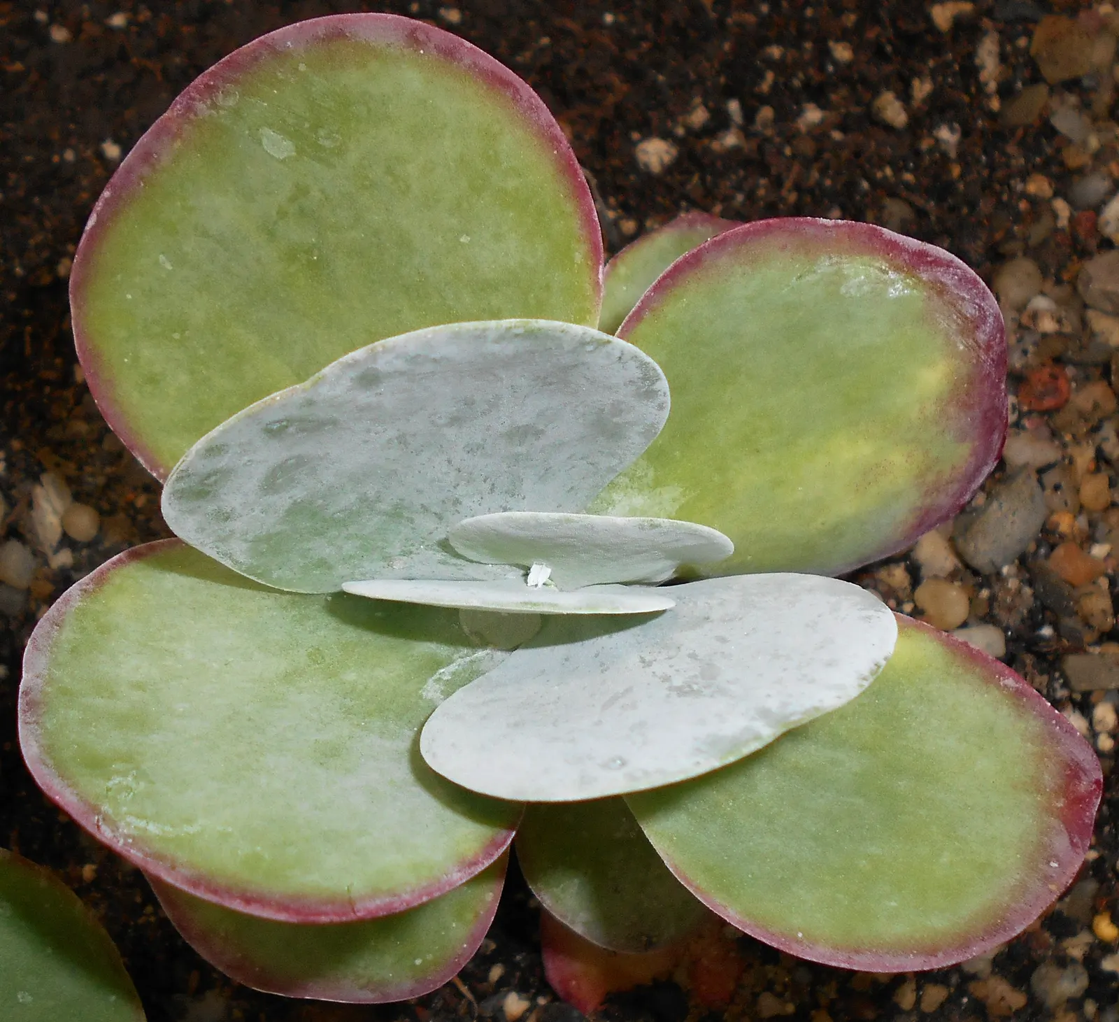 Paddle Plant (Kalanchoe Luciae) — succulent with yellow blooms