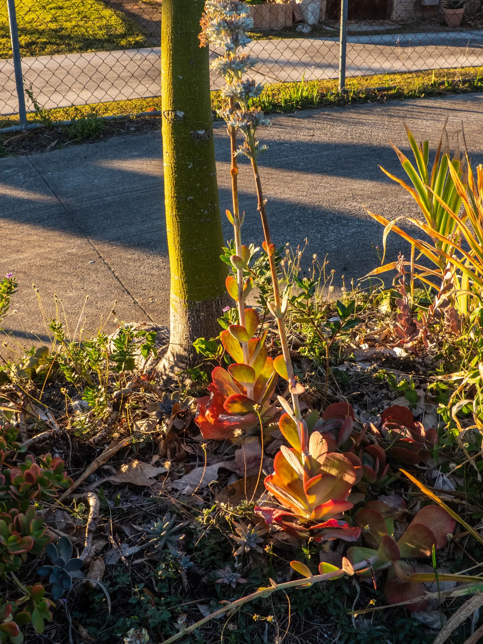 Paddle Plant (Kalanchoe Luciae) — It's an excellent choice for xeriscaping, rock gardens, or as a striking container plant