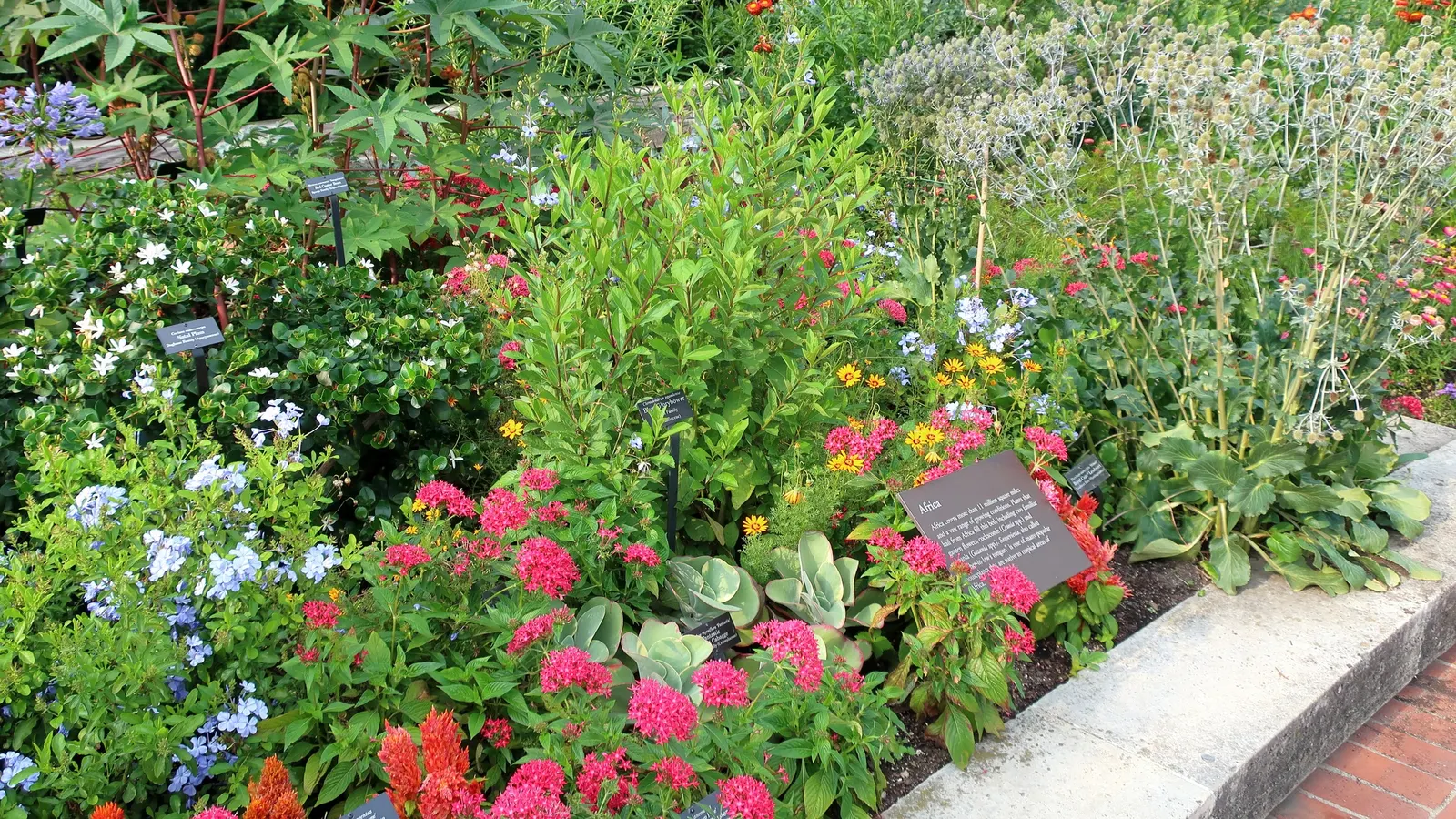 Paddle Plant (Kalanchoe Luciae) — Prefers full sun to partial shade and well-draining soil; oar-shaped leaves that flush red at edges, image 73