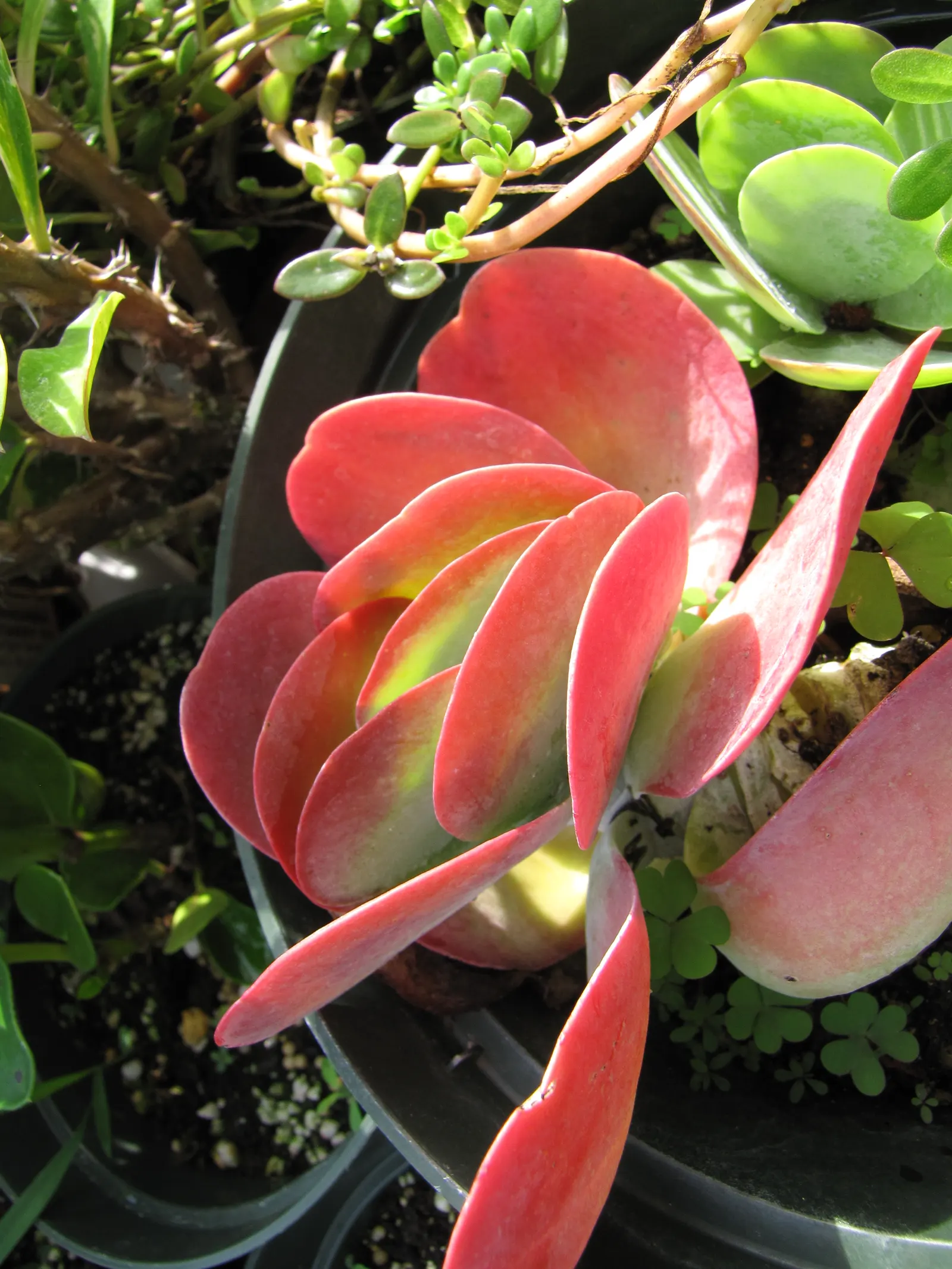 Paddle Plant (Kalanchoe Luciae) — It's crucial to advise clients that this plant is toxic if ingested; in late winter to early spring, image 65