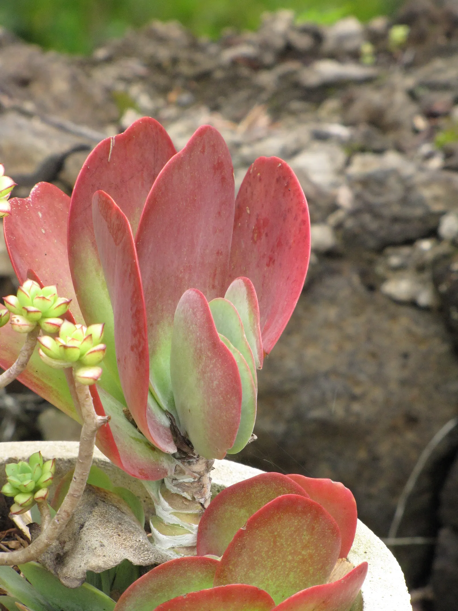 Paddle Plant (Kalanchoe Luciae) — yellow flowers in the garden; striking in rock gardens or as accent pieces, image 67