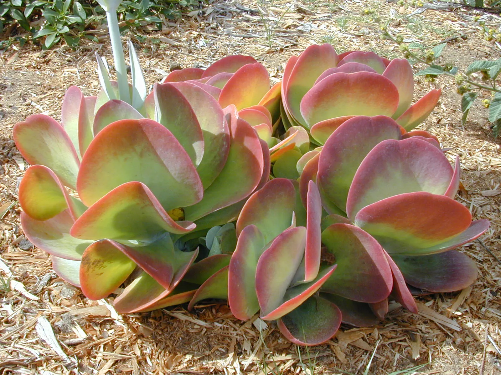 Paddle Plant (Kalanchoe Luciae) — In late winter to early spring; it's remarkably drought-tolerant once established, requiring minimal watering, image 61