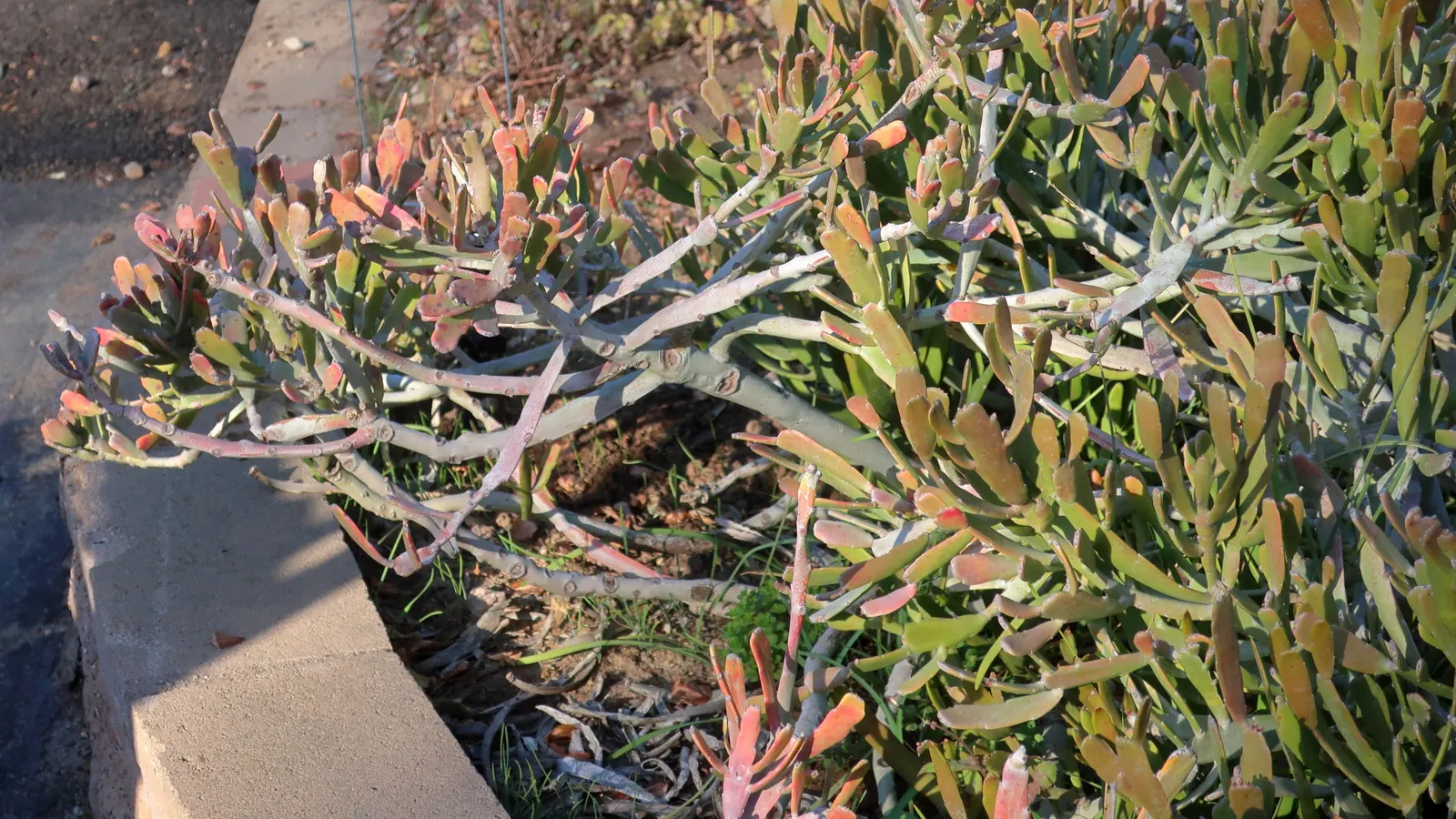 Paddle Plant (Kalanchoe Luciae) — In late winter to early spring; it's remarkably drought-tolerant once established, requiring minimal watering, image 84