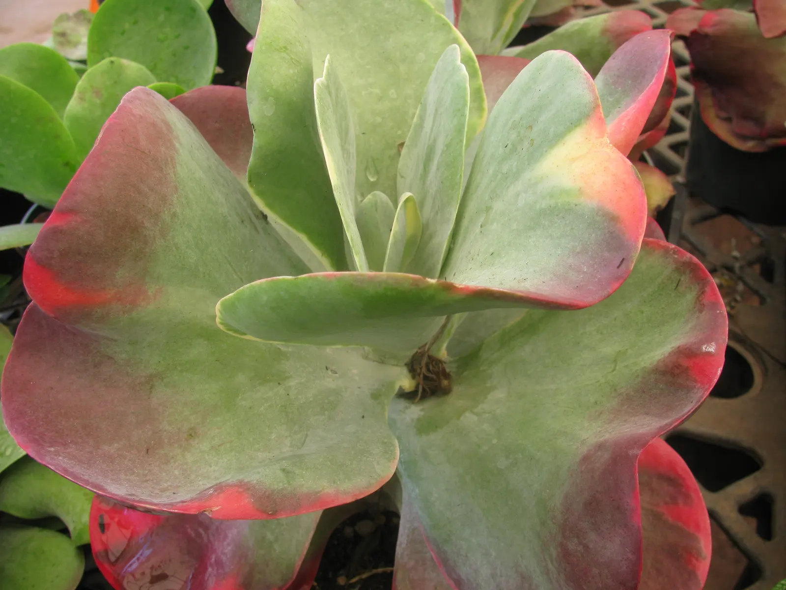Paddle Plant (Kalanchoe Luciae) — succulent with yellow blooms; kalanchoe luciae requires little space and can be planted with 18 to 24 inches of, image 68