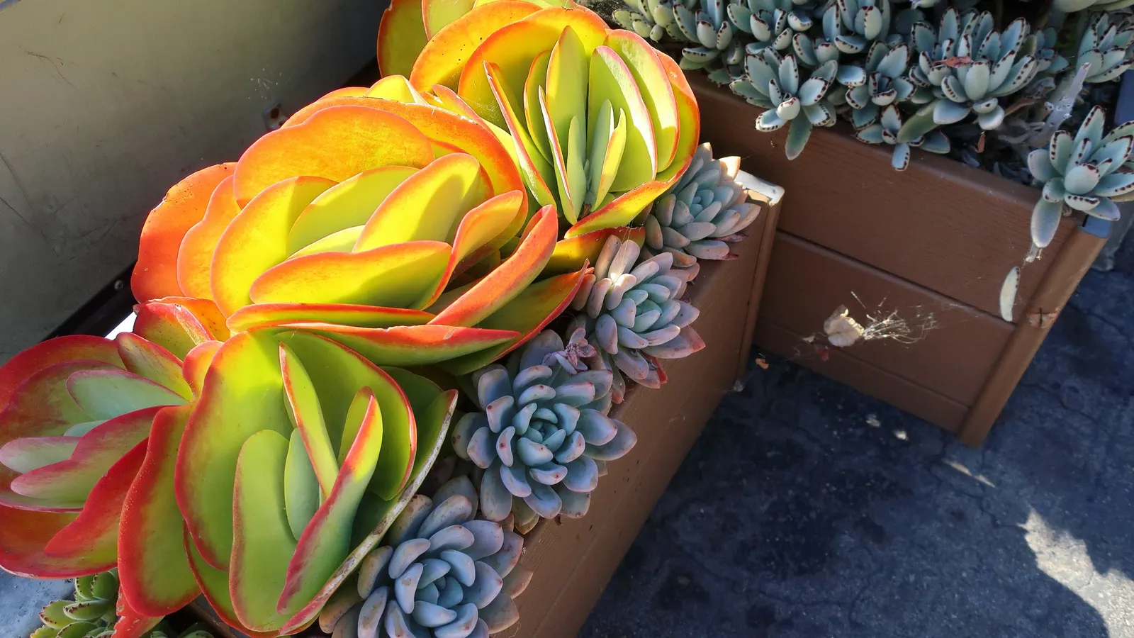 Paddle Plant (Kalanchoe Luciae) — oar-shaped leaves that flush red at edges; the ideal watering regimen would include a thorough soaking when the, image 71