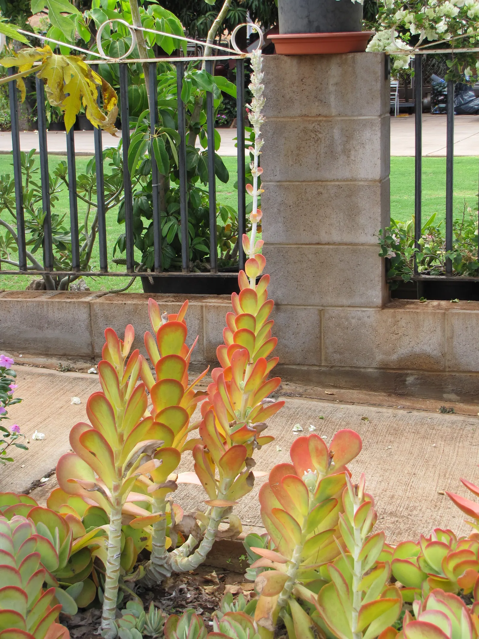 Paddle Plant (Kalanchoe Luciae) — reflecting the client's unique style; is a visually striking succulent that makes a bold statement in any garden, image 64