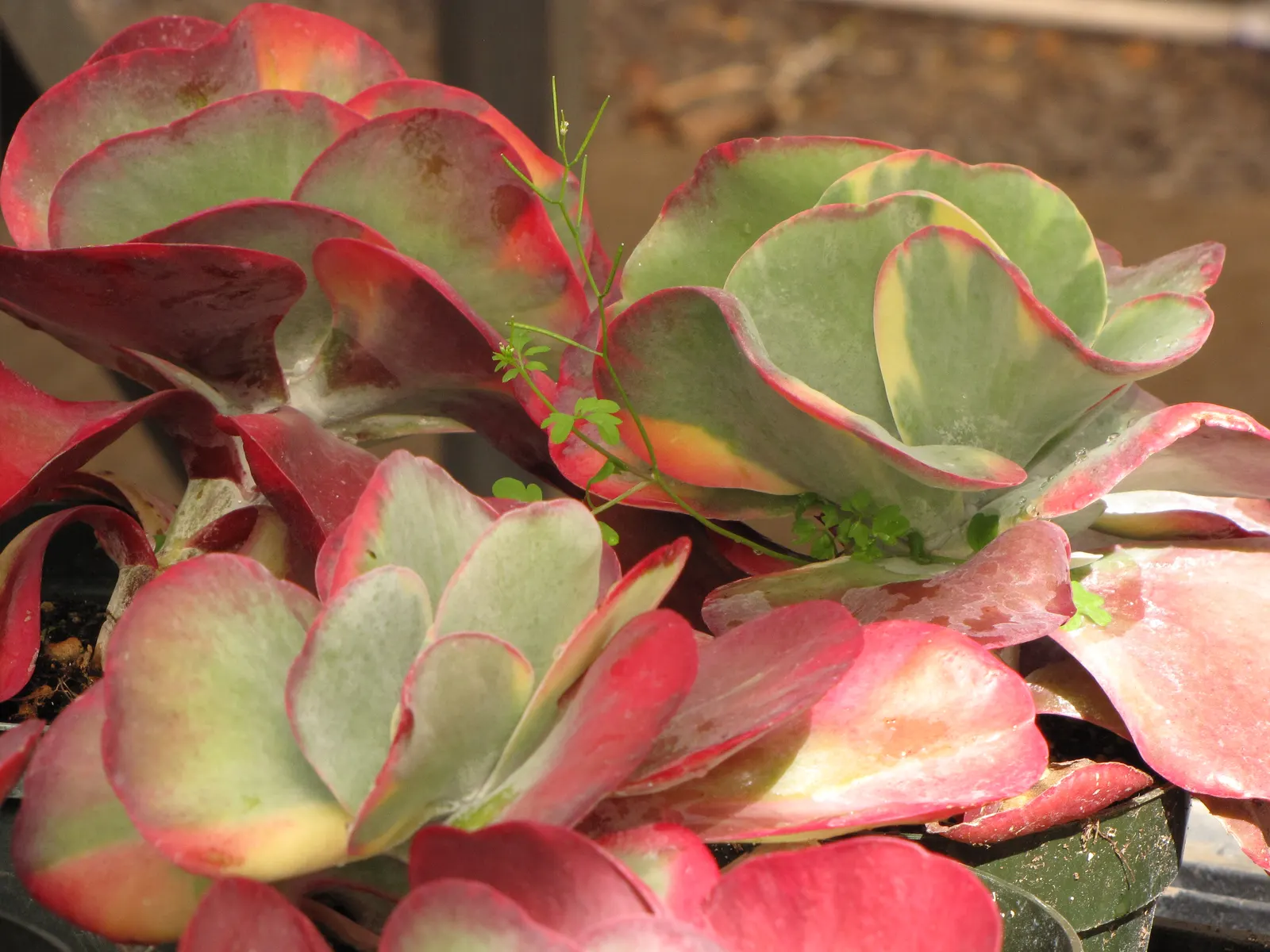 Paddle Plant (Kalanchoe Luciae) — although it blooms sporadically.<br><br>These low-maintenance beauties add an exotic touch to any landscape; the, image 63