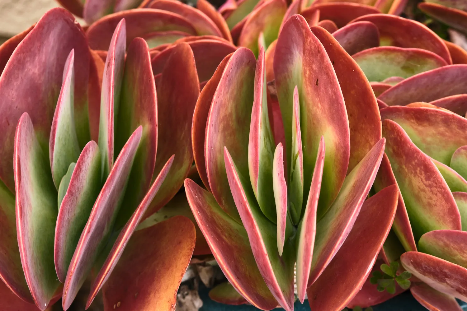 Paddle Plant (Kalanchoe Luciae) — It's an excellent choice for xeriscaping, rock gardens, or as a striking container plant; thriving in zones 9-12, image 83