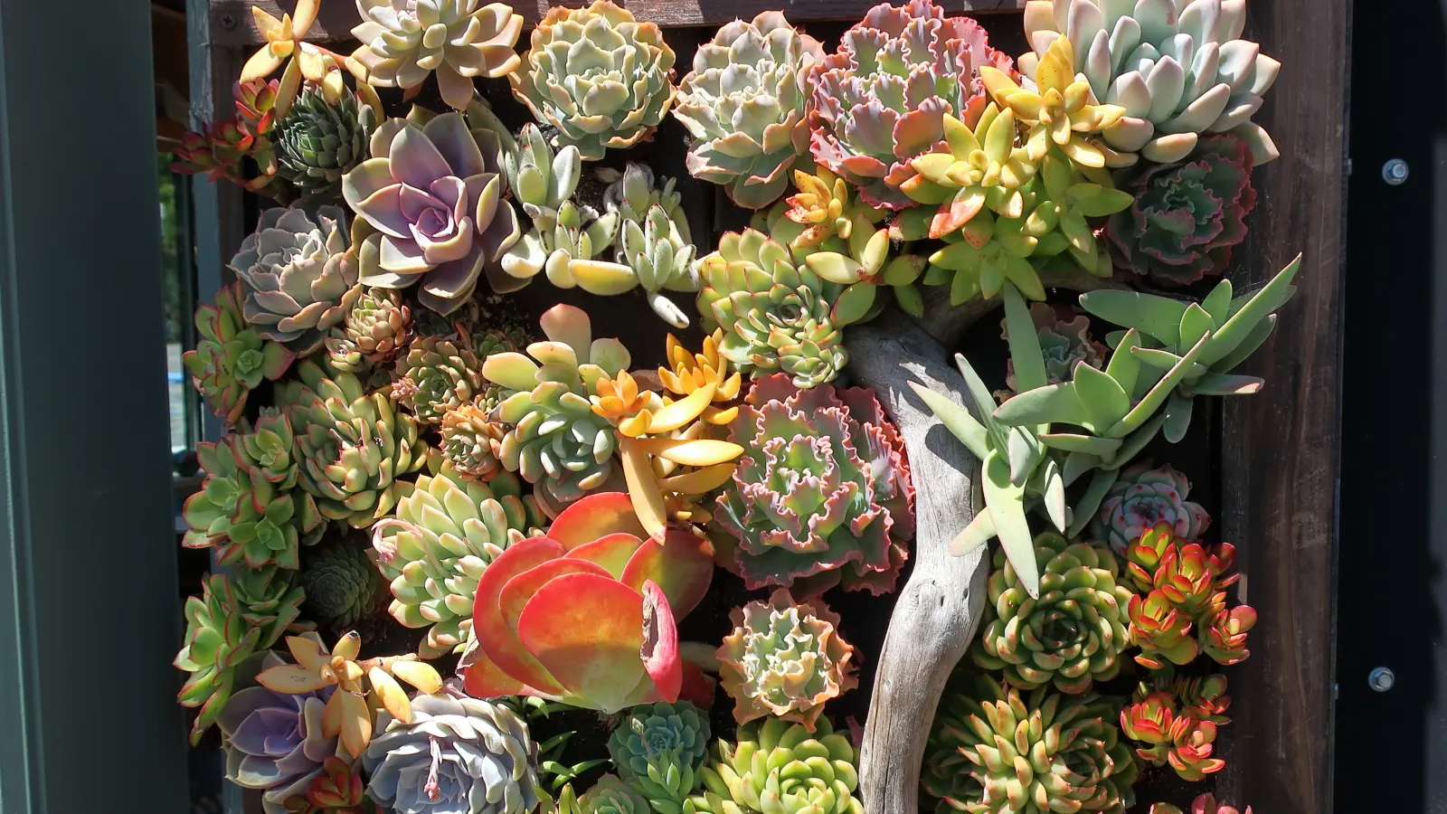 Paddle Plant (Kalanchoe Luciae) — Minimal water requirements make it perfect for xeriscaping; it possesses rounded, fleshy leaves that form a basal, image 74