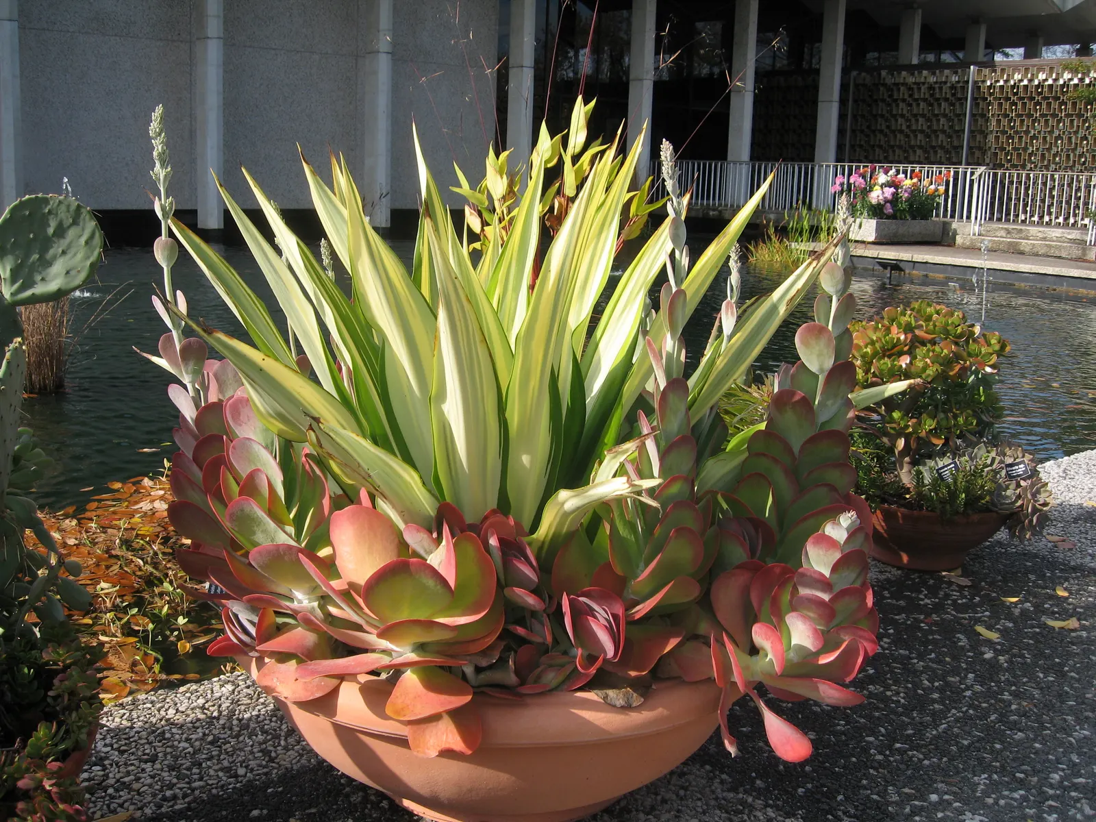 Paddle Plant (Kalanchoe Luciae) — succulent for full or half; so it should be placed carefully if pets or children frequent the garden, image 69