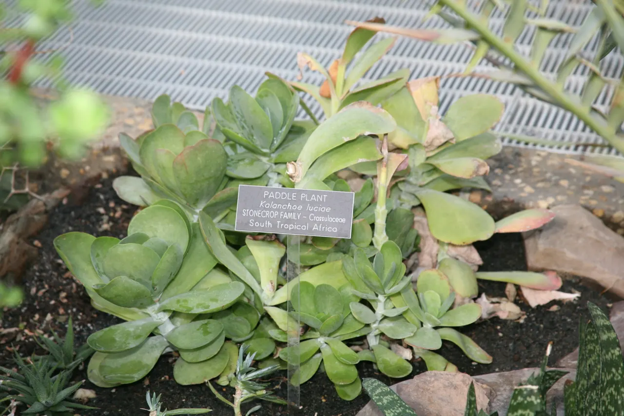 Paddle Plant (Kalanchoe Luciae) — Kalanchoe luciae requires little space and can be planted with 18 to 24 inches of separation; it's crucial to, image 82
