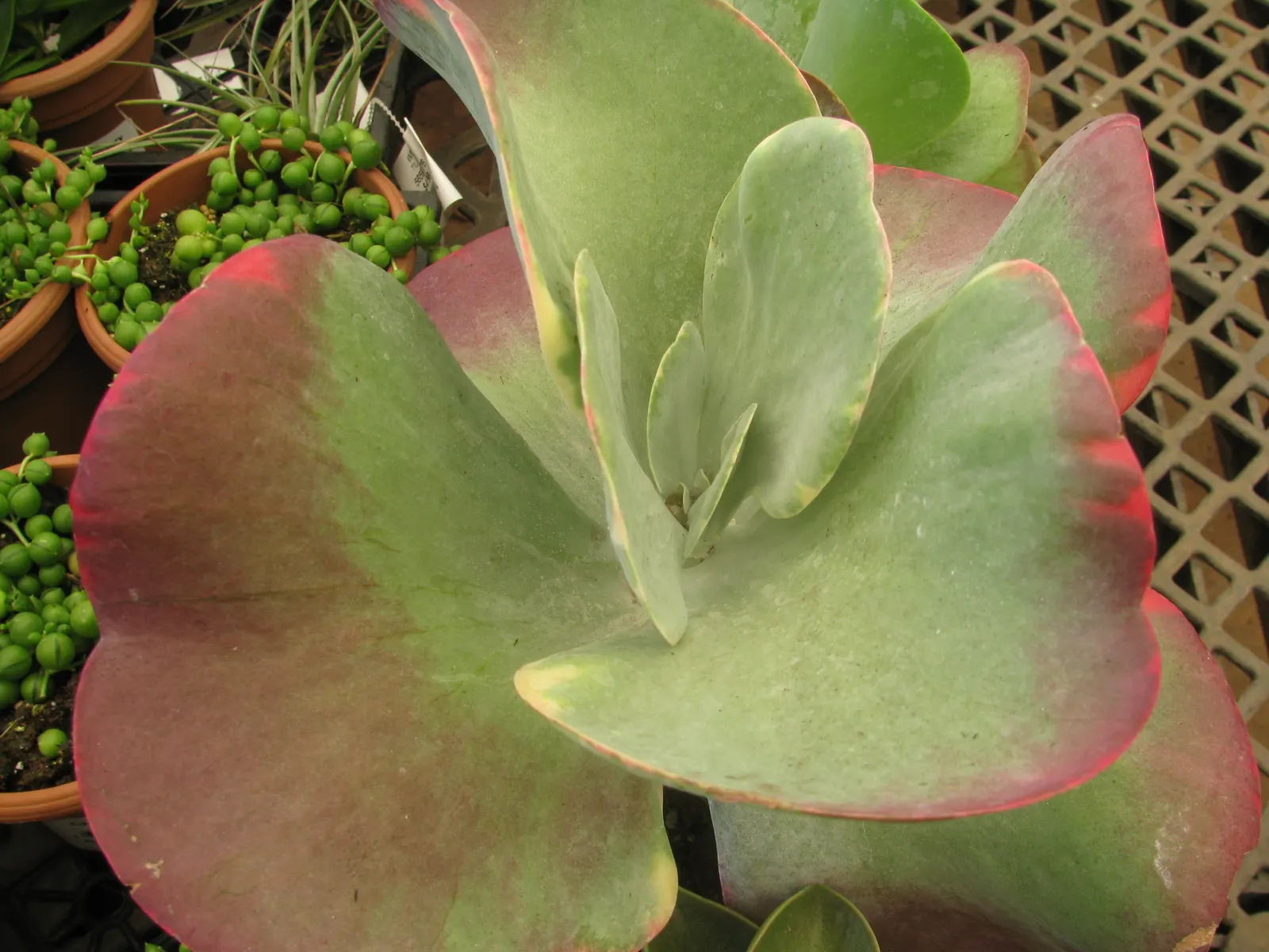Paddle Plant (Kalanchoe Luciae) — so it should be placed carefully if pets or children frequent the garden; succulent with yellow blooms, image 66
