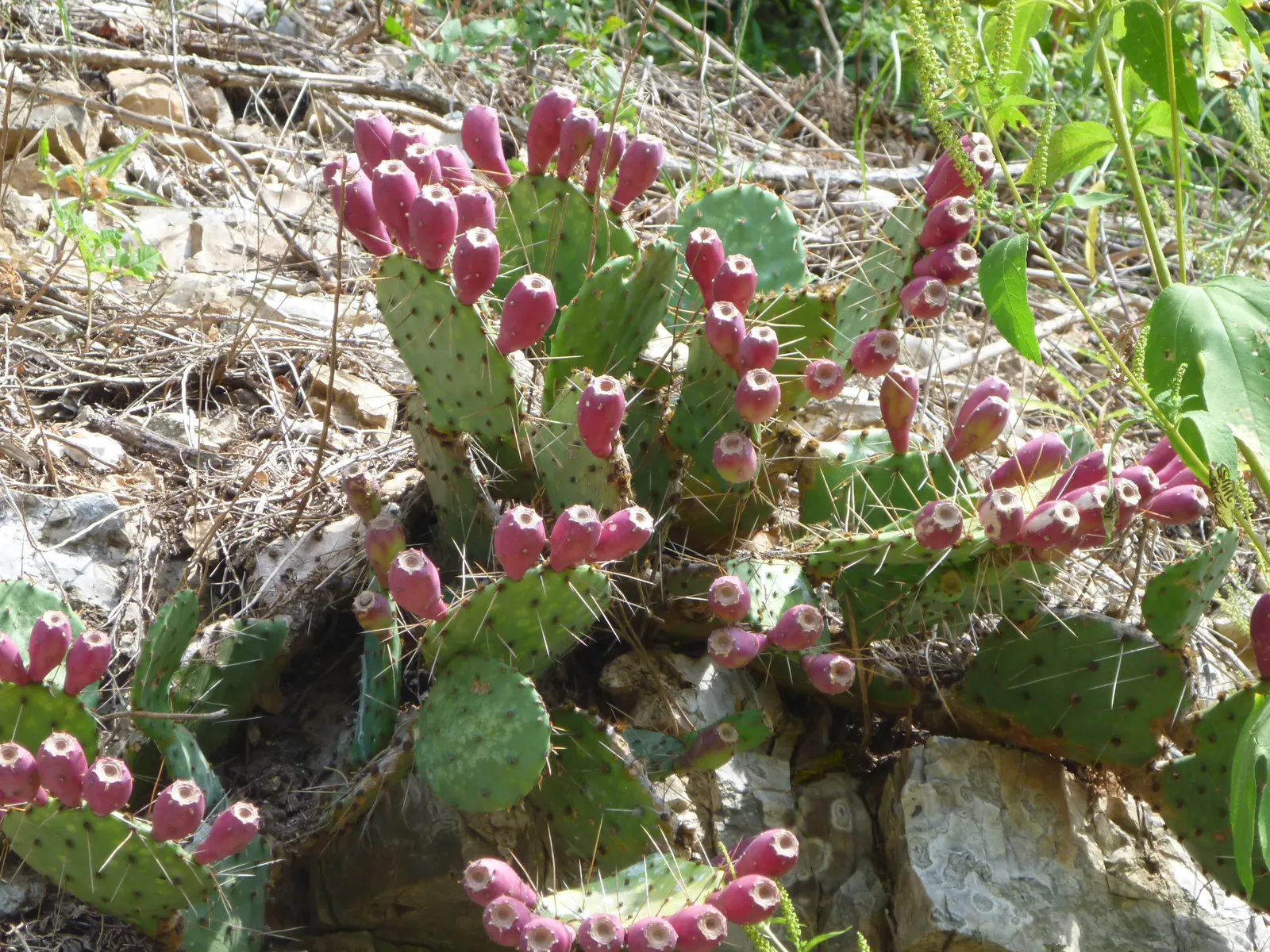 Paddle Plant (Kalanchoe Luciae) — It possesses rounded, fleshy leaves that form a basal rosette, resembling a paddle - hence its common name; it's, image 78