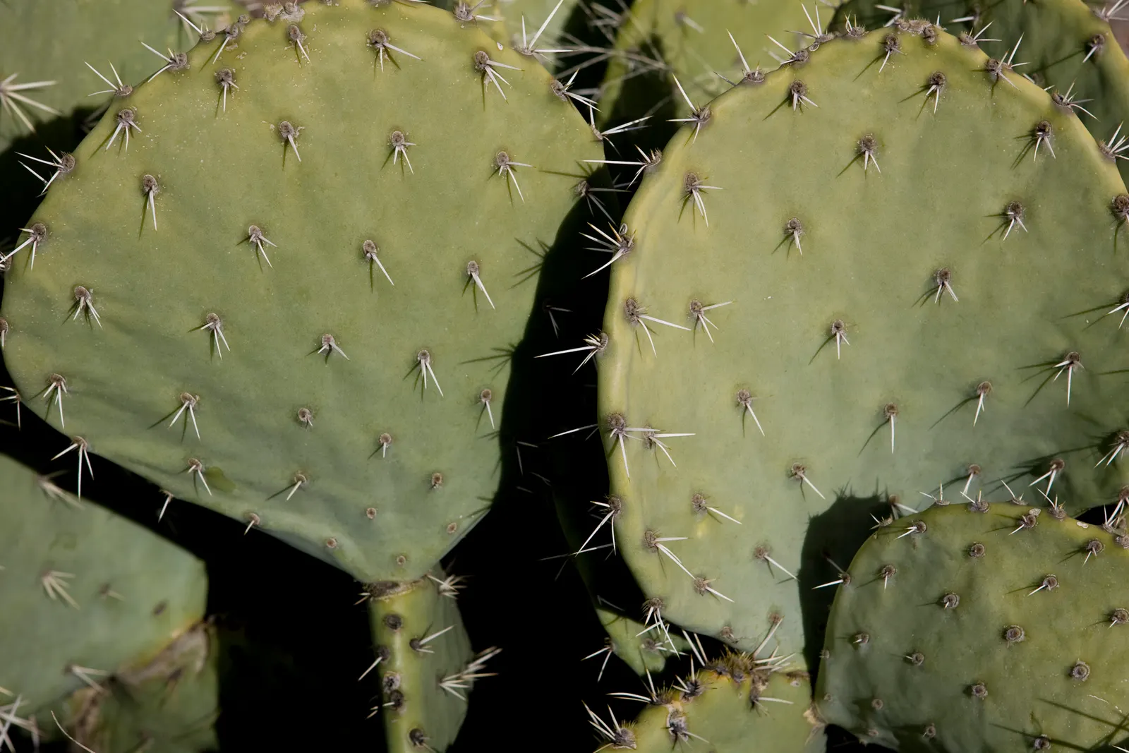 Paddle Plant (Kalanchoe Luciae) — It's remarkably drought-tolerant once established, requiring minimal watering; yellow flowers in the garden, image 79