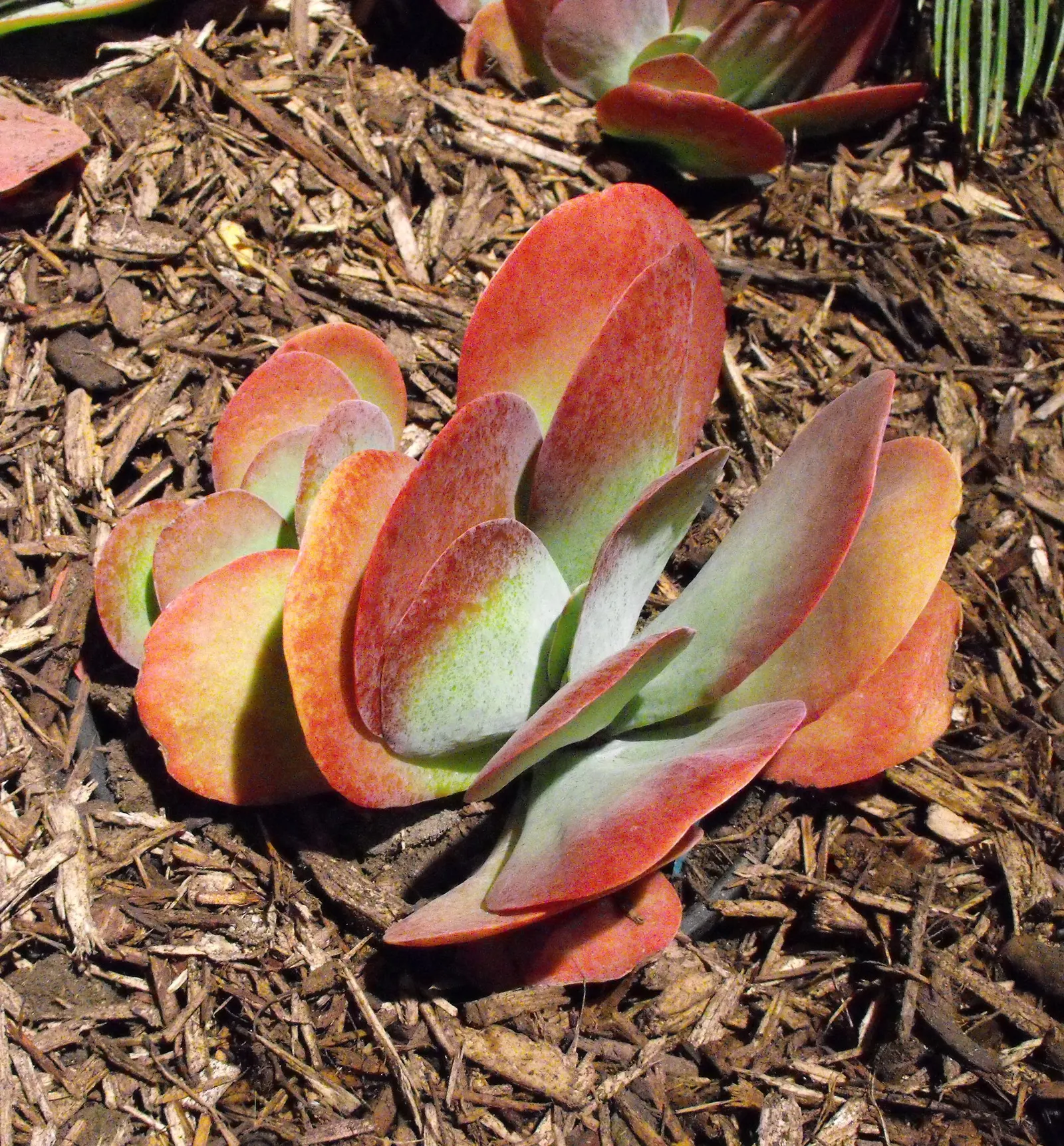 Paddle Plant (Kalanchoe Luciae) — It's an excellent choice for xeriscaping, rock gardens, or as a striking container plant; thriving in zones 9-12, image 60