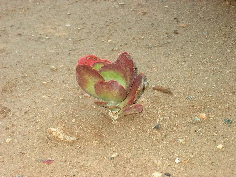 Paddle Plant (Kalanchoe Luciae) — is a visually striking succulent that makes a bold statement in any garden; scientifically known as Kalanchoe, image 77