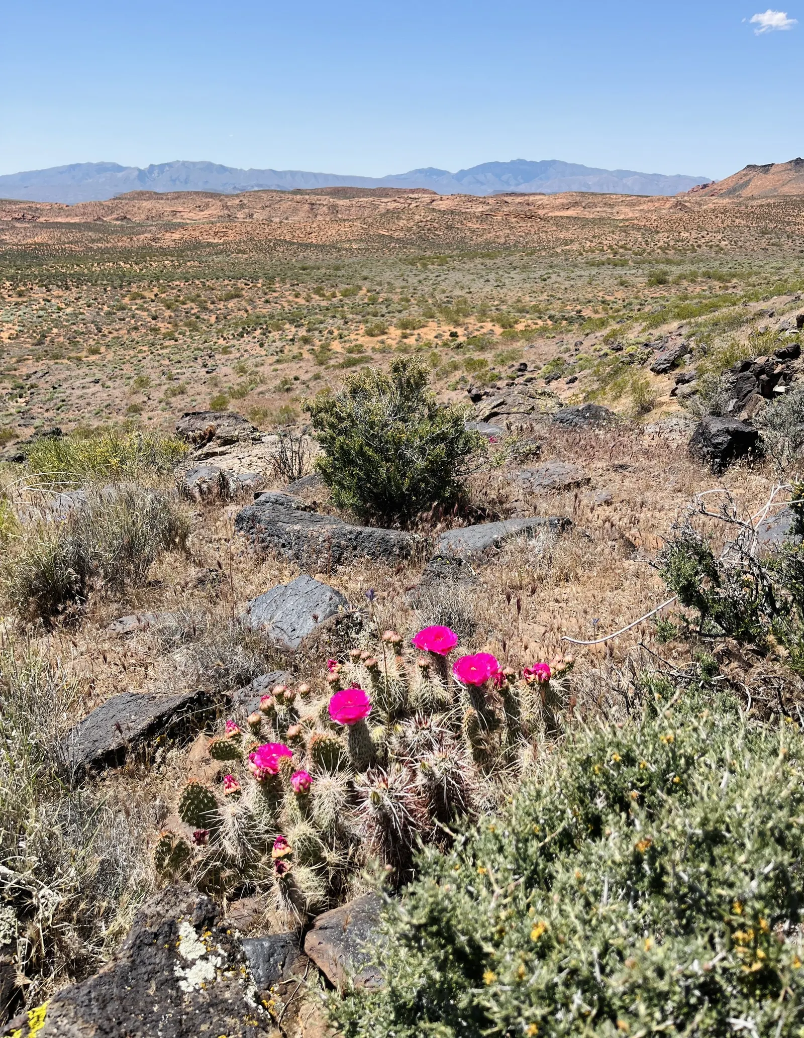 Paddle Plant (Kalanchoe Luciae) — avoiding water accumulation around the base to prevent rot, image 81