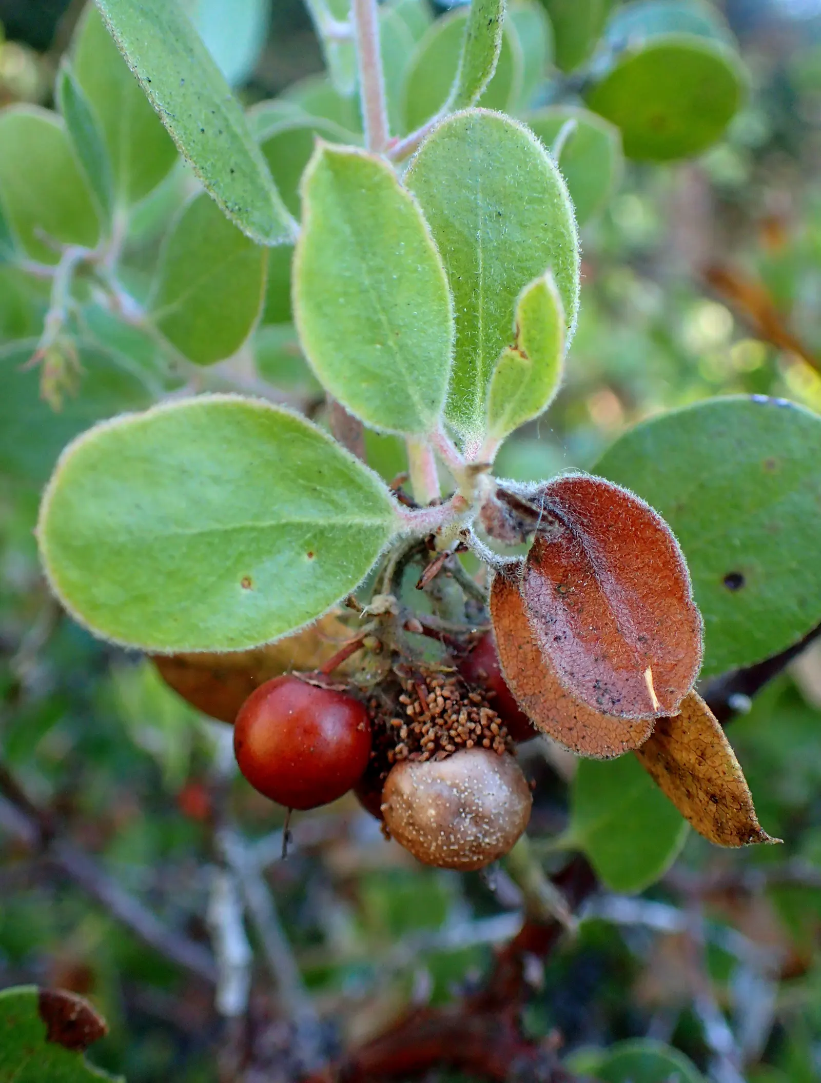 Sand Mesa Manzanita (Arctostaphylos Rudis) — Generally reaching heights of 3-6 ft