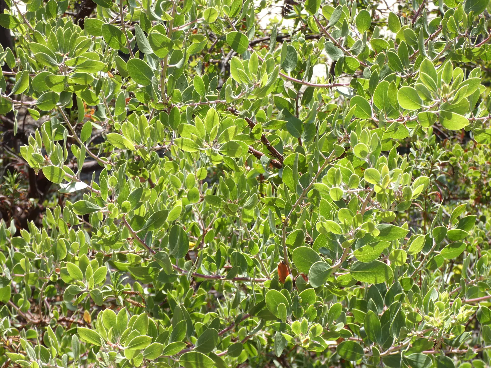 Sand Mesa Manzanita (Arctostaphylos Rudis) — providing rich green foliage contrasted by reddish-brown bark