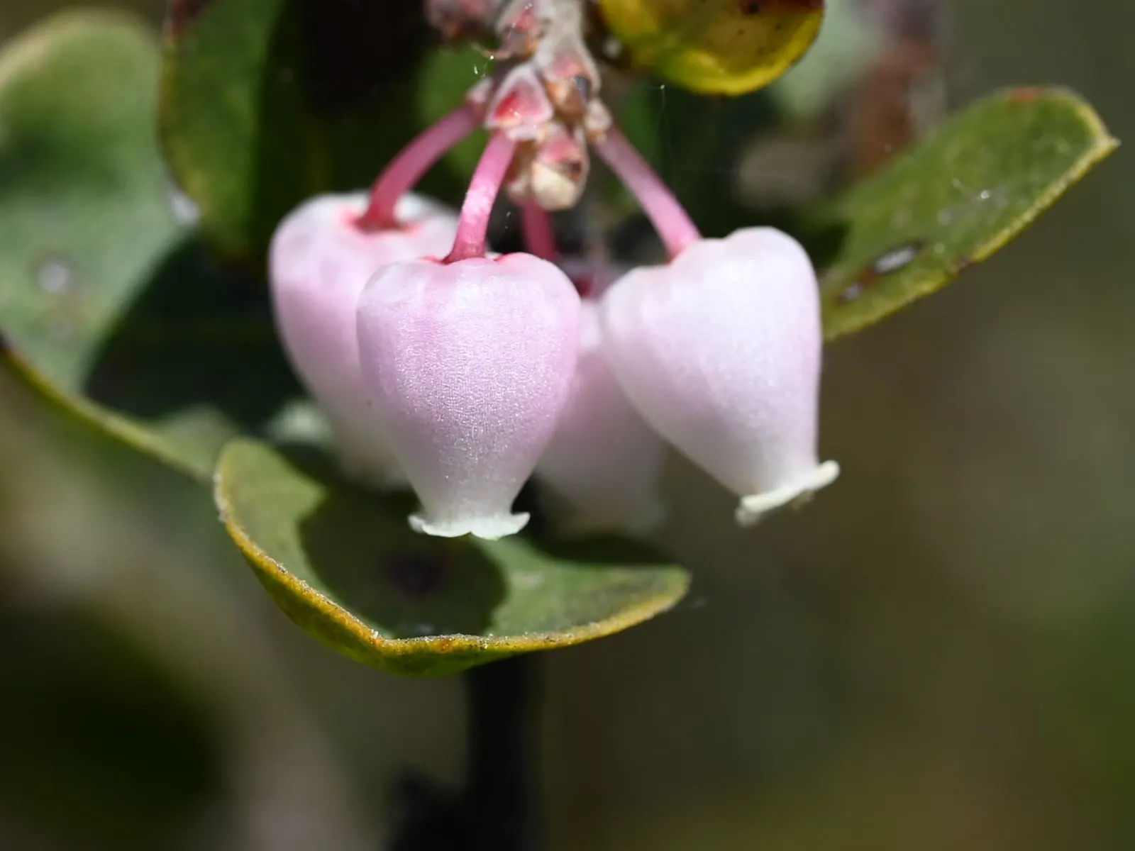 Sand Mesa Manzanita (Arctostaphylos Rudis) — Spring flowers in white to pink hues attract pollinators