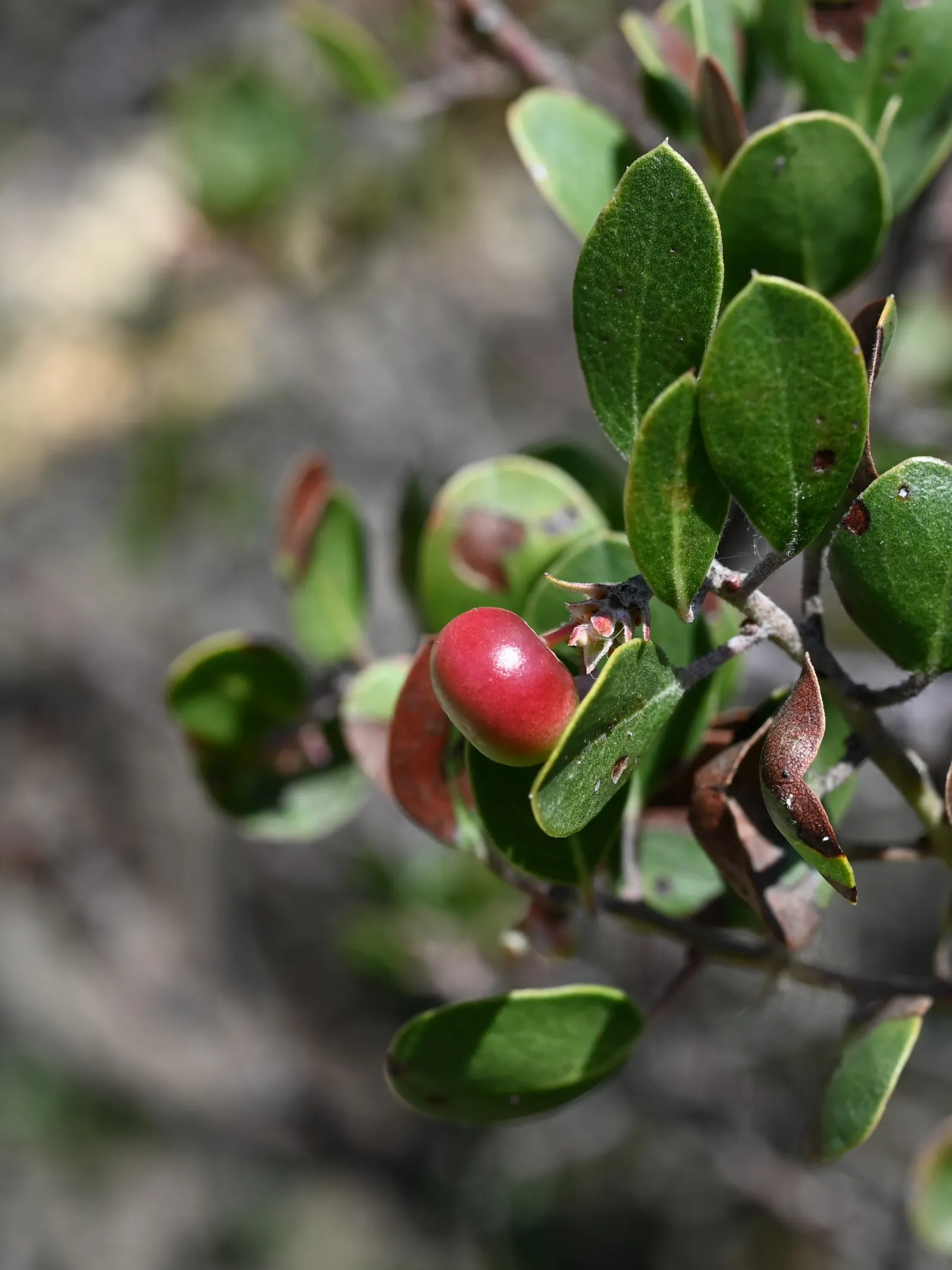 Sand Mesa Manzanita (Arctostaphylos Rudis) — complementing drought-tolerant landscapes with its hardy and low-maintenance character