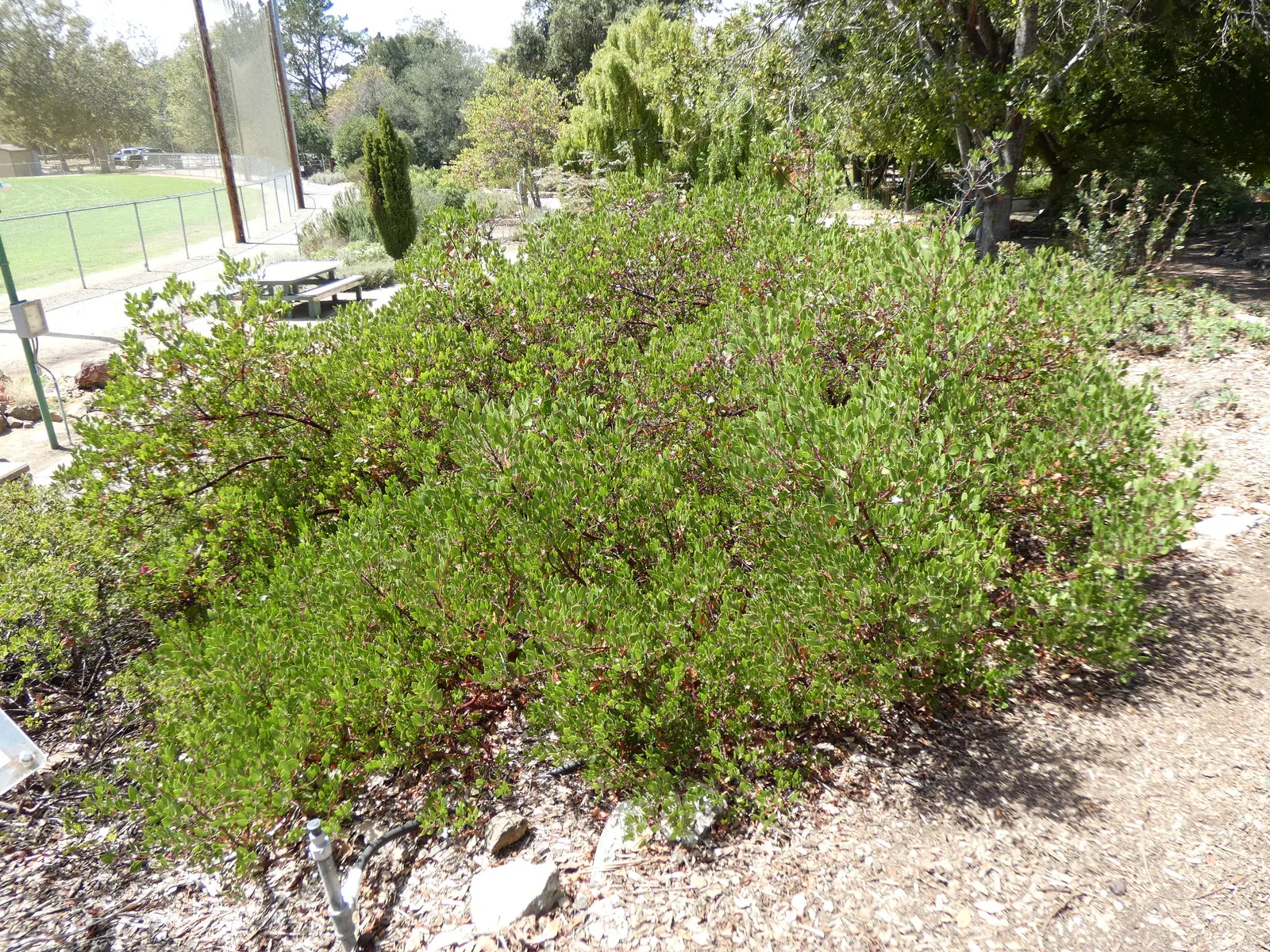 Sand Mesa Manzanita (Arctostaphylos Rudis) — Adaptable to various soils, it requires full sun and minimal water post-establishment