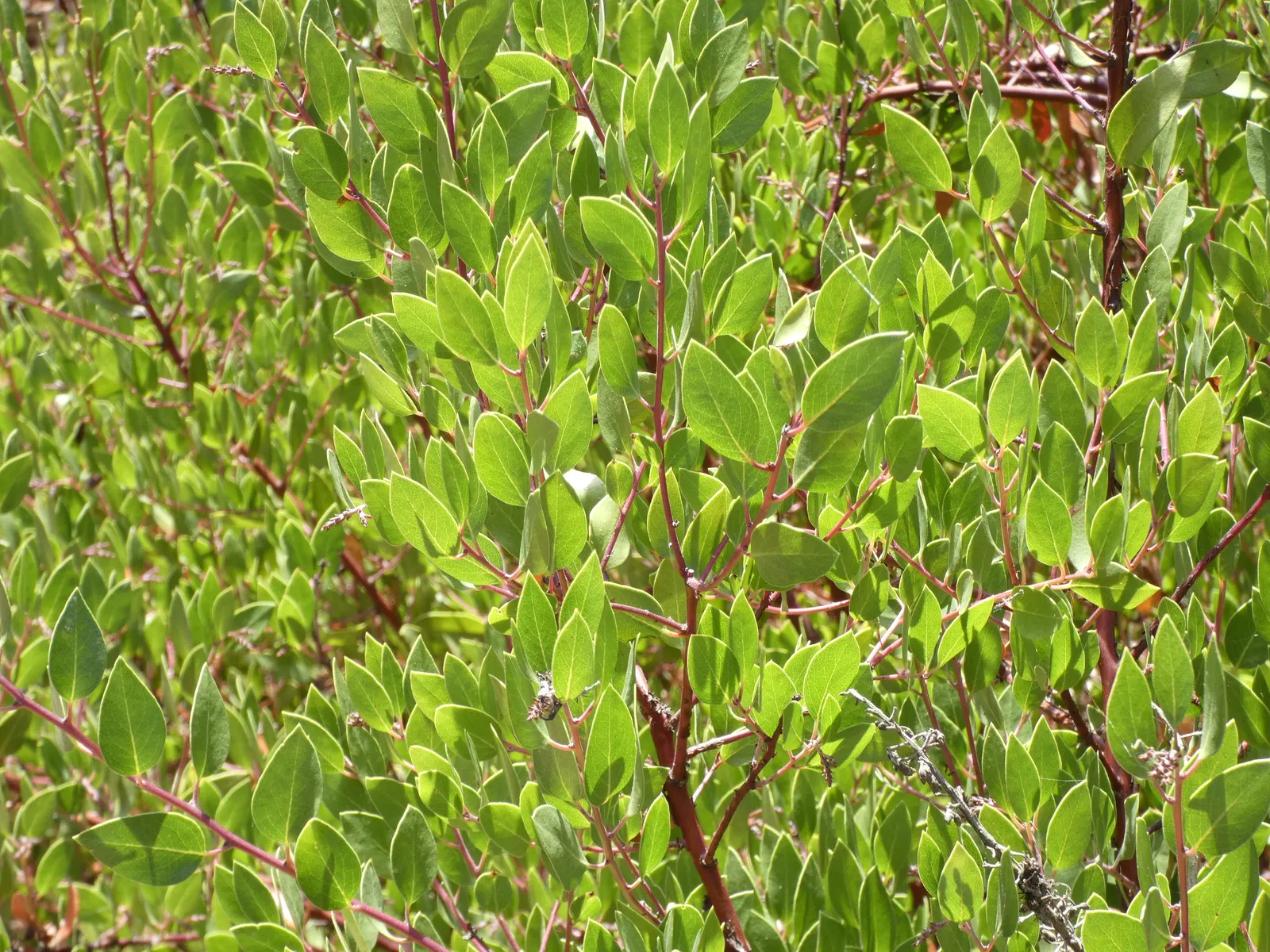 Sand Mesa Manzanita (Arctostaphylos Rudis) — it boasts a spread of 5-10 ft