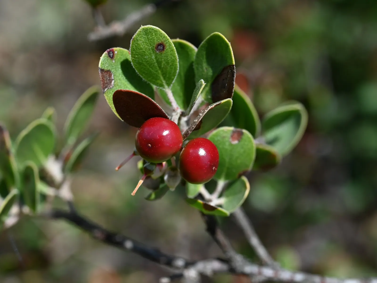Sand Mesa Manzanita (Arctostaphylos Rudis) — is a robust evergreen shrub native to California's coastal sands