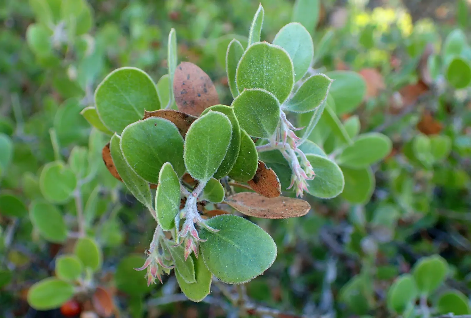 Sand Mesa Manzanita (Arctostaphylos Rudis) — the Sand Mesa Manzanita can grow to a height of 3 to 6 feet with a spread of 6 to 8 feet