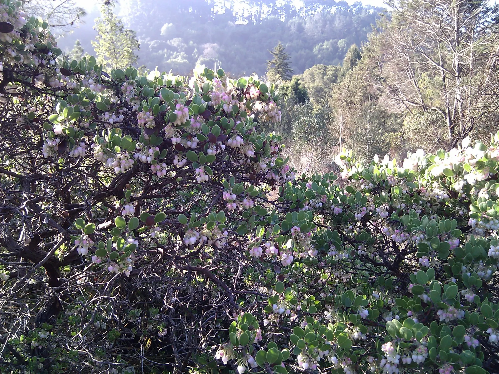 Sand Mesa Manzanita (Arctostaphylos Rudis) — scientifically known as Arctostaphylos rudis