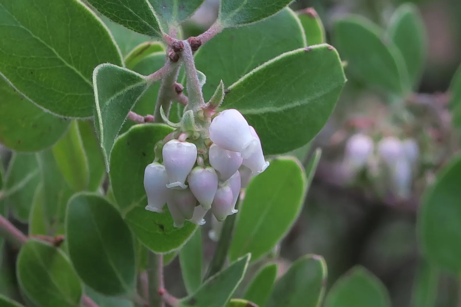 Sand Mesa Manzanita (Arctostaphylos Rudis) — is a distinctive and rugged evergreen shrub native to the coastal regions of Southern California