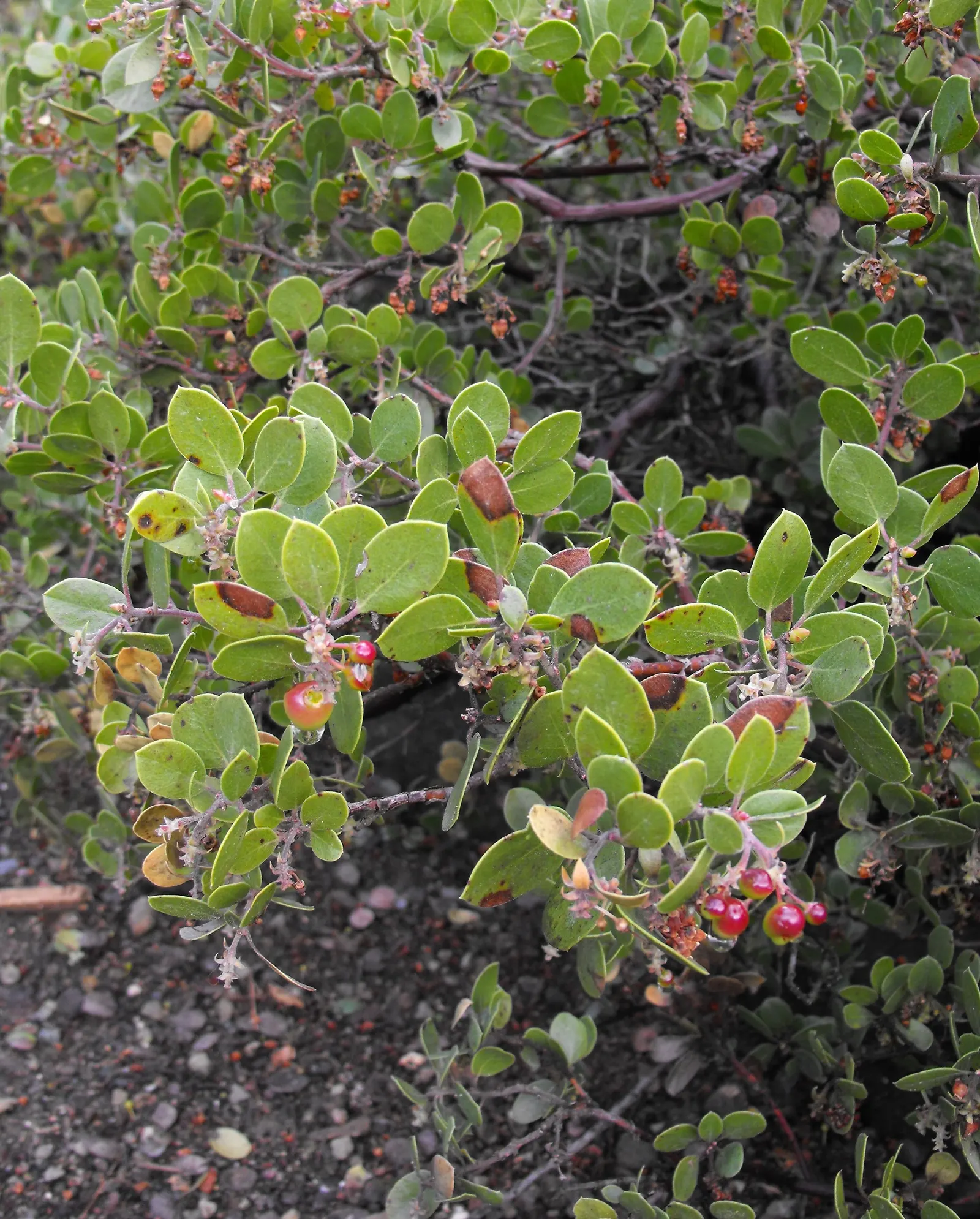 Sand Mesa Manzanita (Arctostaphylos Rudis) — This resilient plant thrives in USDA zones 8 through 10 and is well-adapted to sandy soils