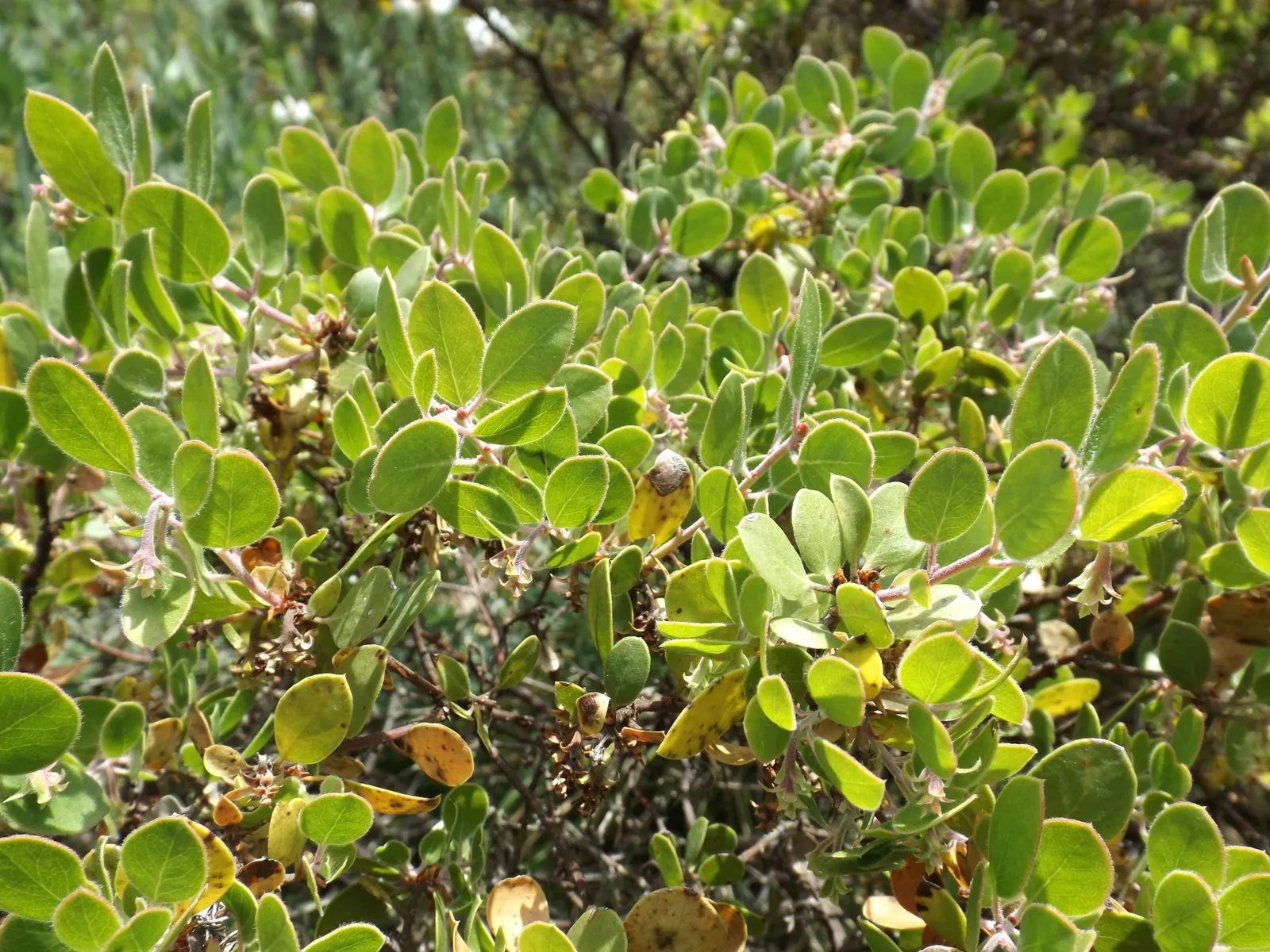 Sand Mesa Manzanita (Arctostaphylos Rudis) — embodying drought tolerance and requiring minimal maintenance once established