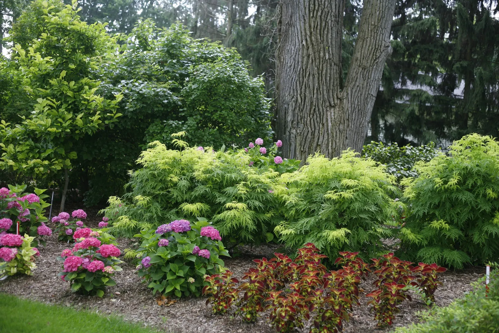 Lemony Lace® Elderberry (Sambucus racemosa) — Grow it in sun to part sun