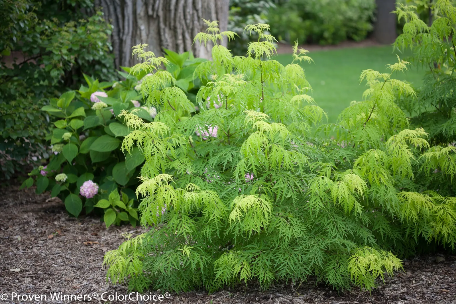Lemony Lace® Elderberry (Sambucus racemosa) — and well-drained soil; prune after bloom to preserve flowers