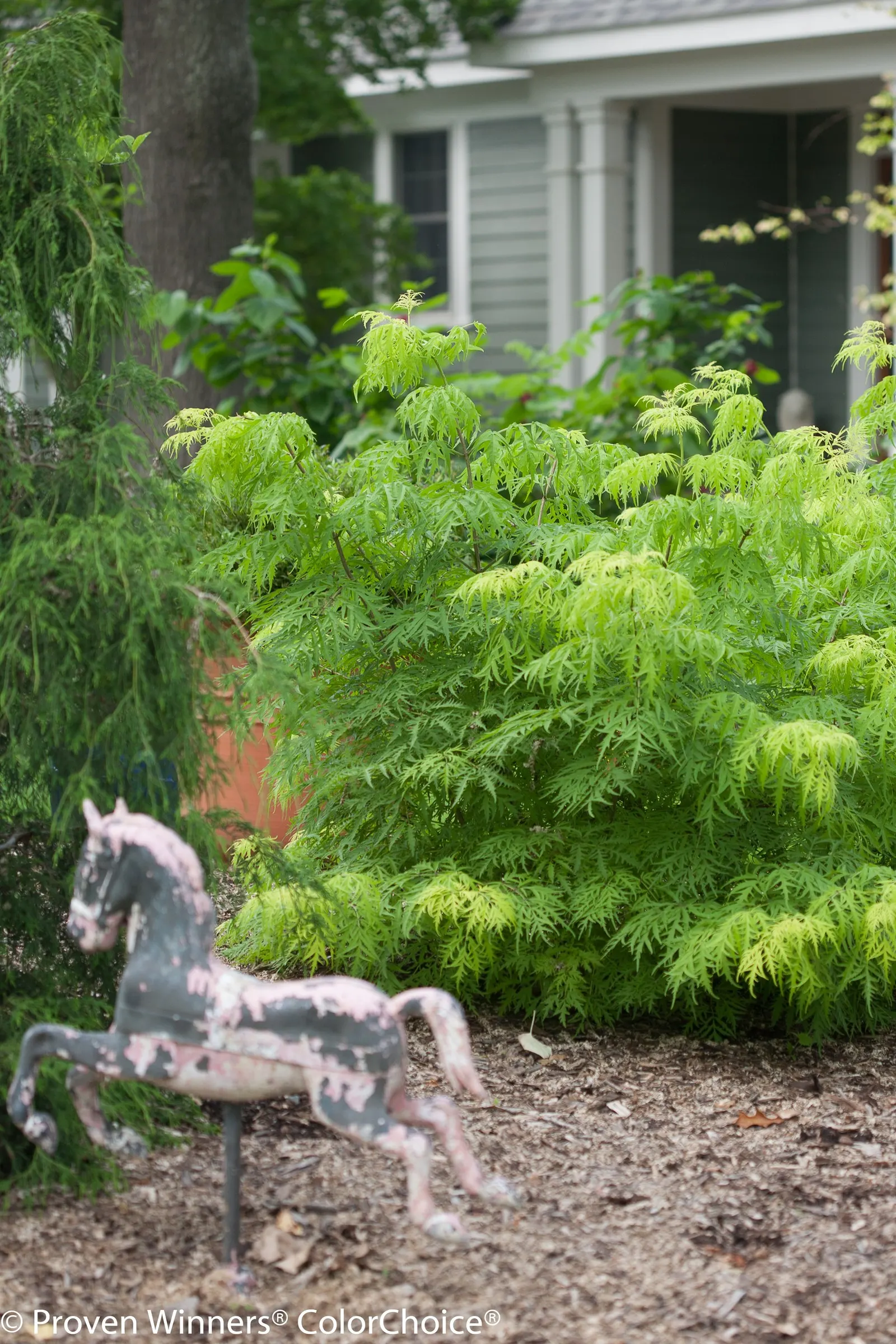 Lemony Lace® Elderberry (Sambucus racemosa) — It matures 4-7 feet tall and wide