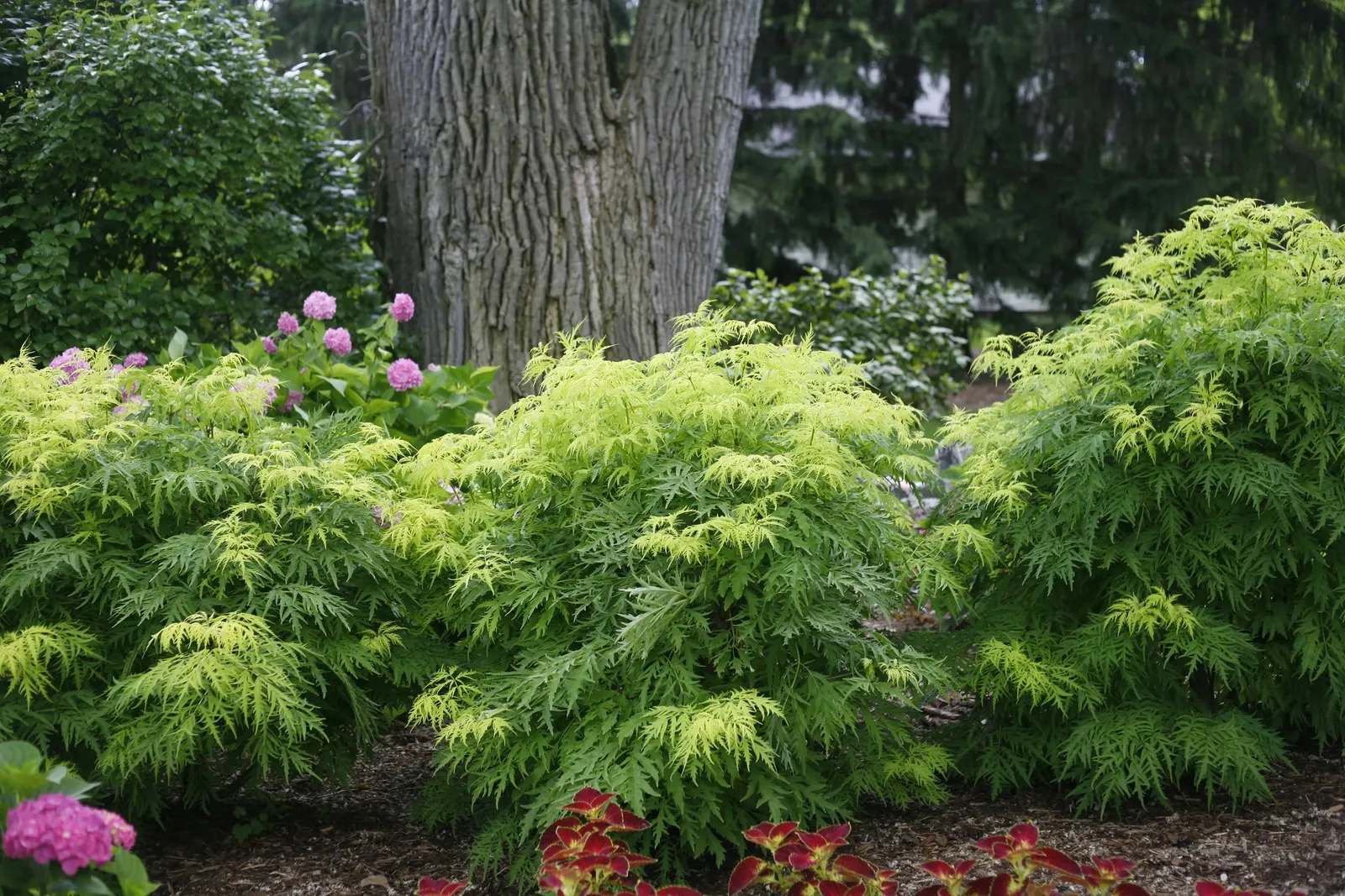 Lemony Lace® Elderberry (Sambucus racemosa) — with afternoon shade in hot southern sites
