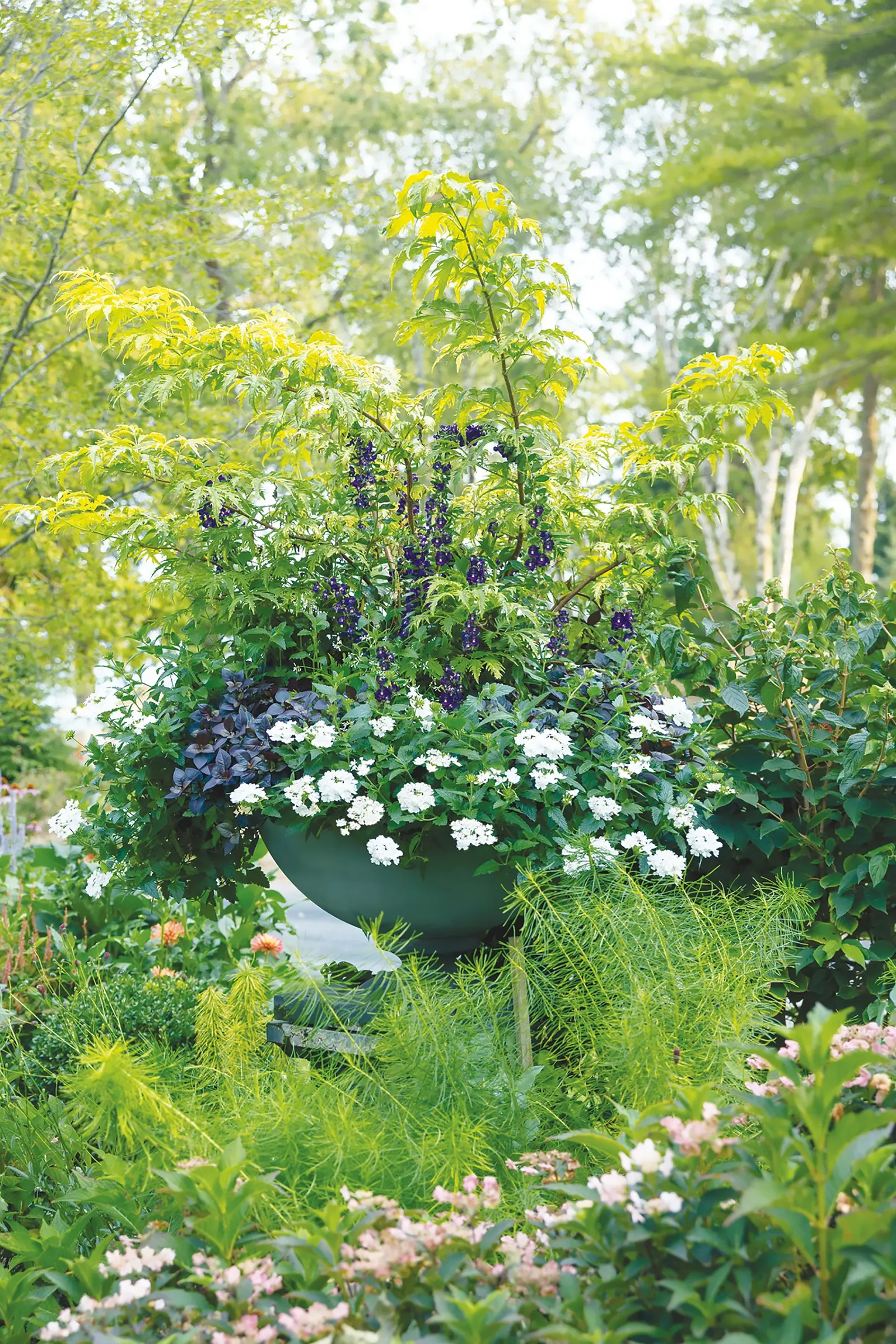 Whiteout™ Verbena — It performs well in average