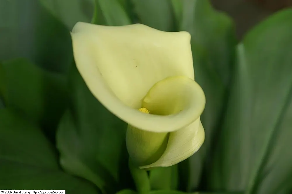 White Lily Of The Nile (Agapanthus Praecox Orientalis 'Albus) — is a perennial plant well-regarded for its elegant and showy flowers