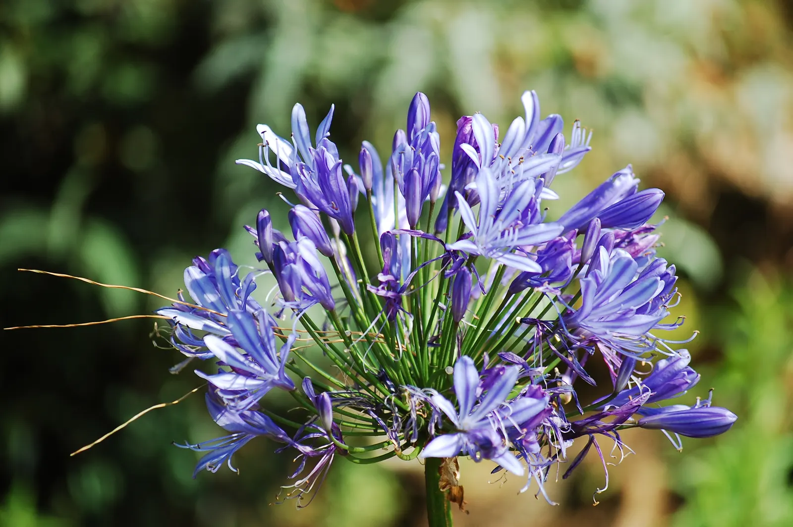White Lily Of The Nile (Agapanthus Praecox Orientalis 'Albus) — reaching up to 4 feet tall