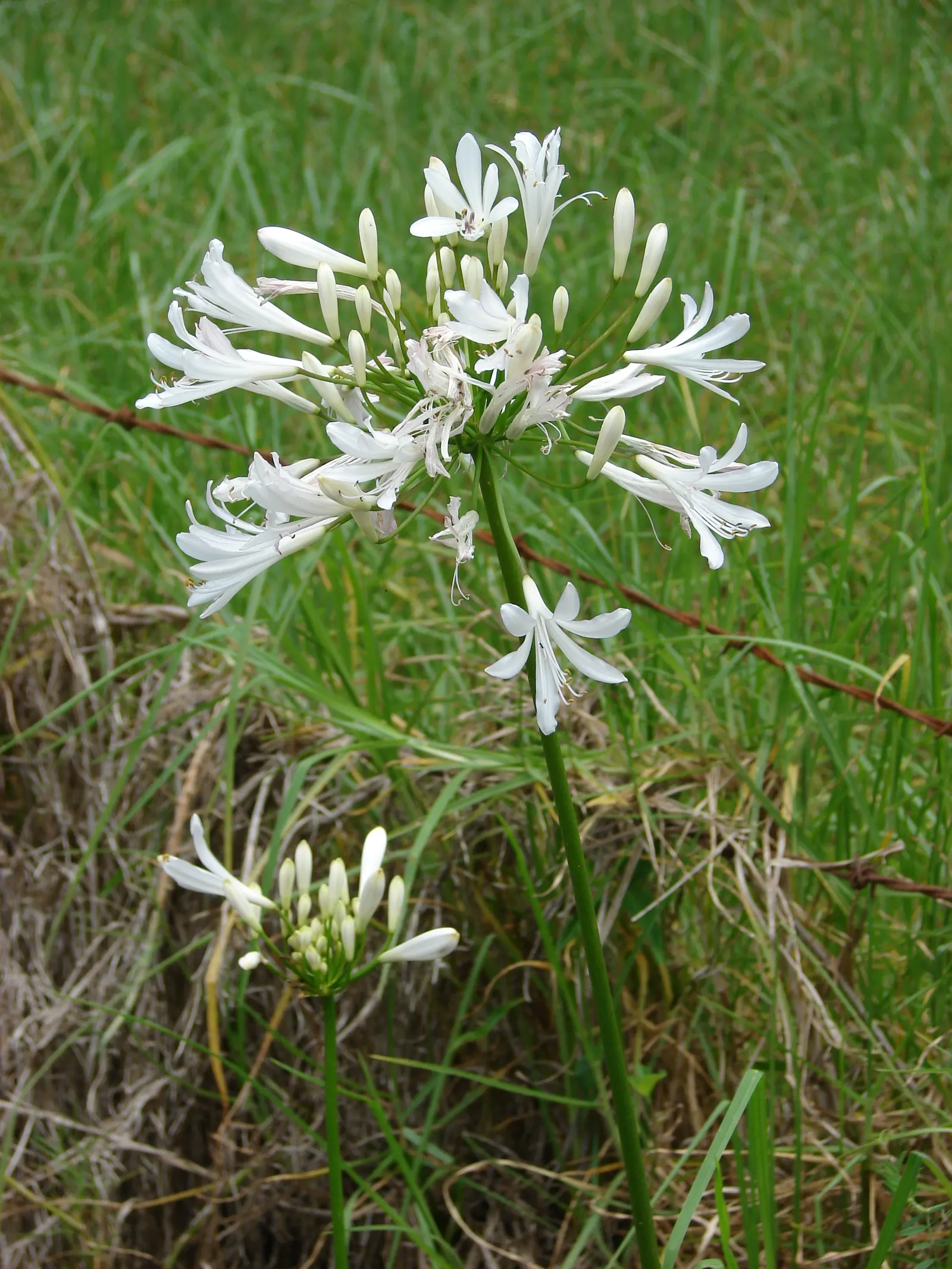 White Lily Of The Nile (Agapanthus Praecox Orientalis 'Albus) — This variety boasts bright white