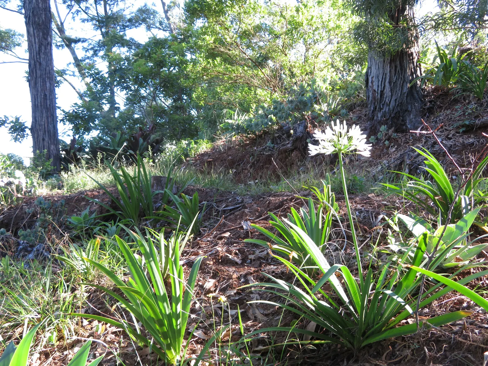White Lily Of The Nile (Agapanthus Praecox Orientalis 'Albus) — This lush base provides a beautiful contrast to the soaring inflorescences above