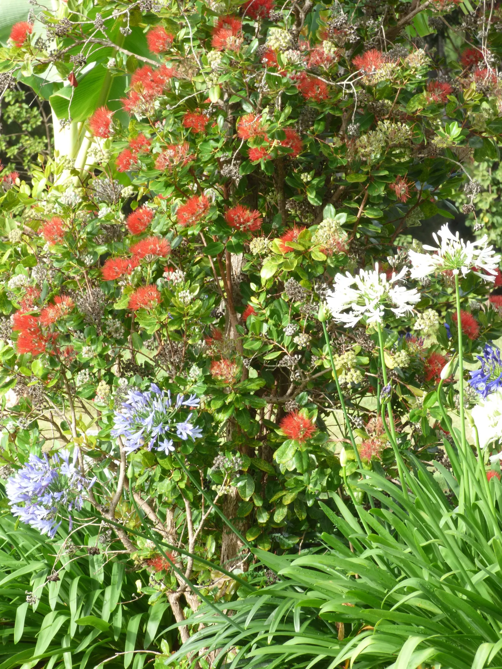 White Lily Of The Nile (Agapanthus Praecox Orientalis 'Albus) — they exhibit moderate drought tolerance