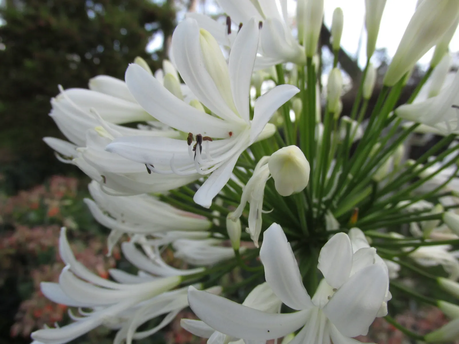 White Lily Of The Nile (Agapanthus Praecox Orientalis 'Albus) — The flower umbels can span 6 to 8 inches across