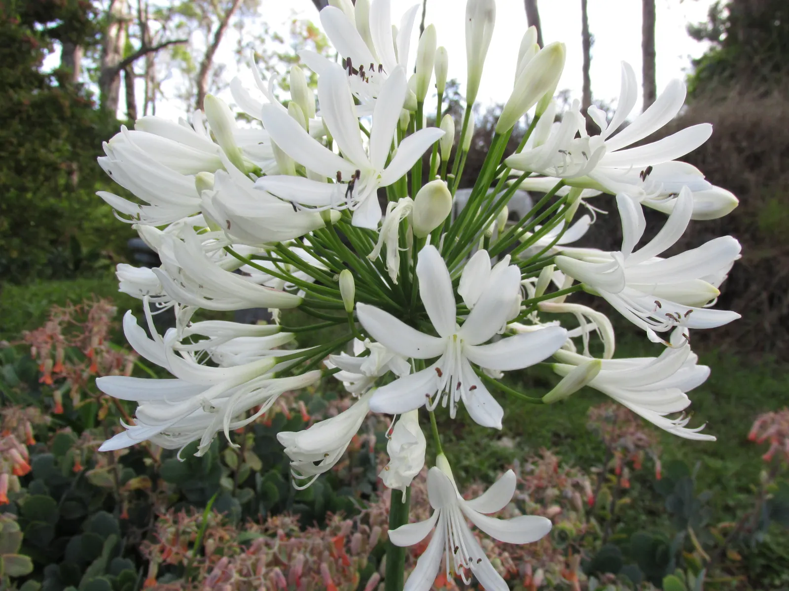 White Lily Of The Nile (Agapanthus Praecox Orientalis 'Albus) — which are clustered atop sturdy