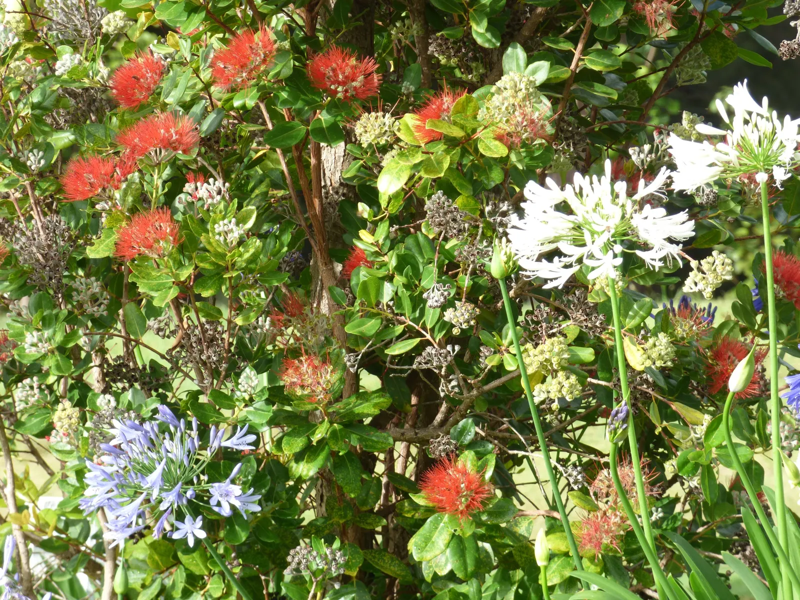 White Lily Of The Nile (Agapanthus Praecox Orientalis 'Albus) — making them a suitable choice for water-wise landscapes.<br><br>For optimum performance